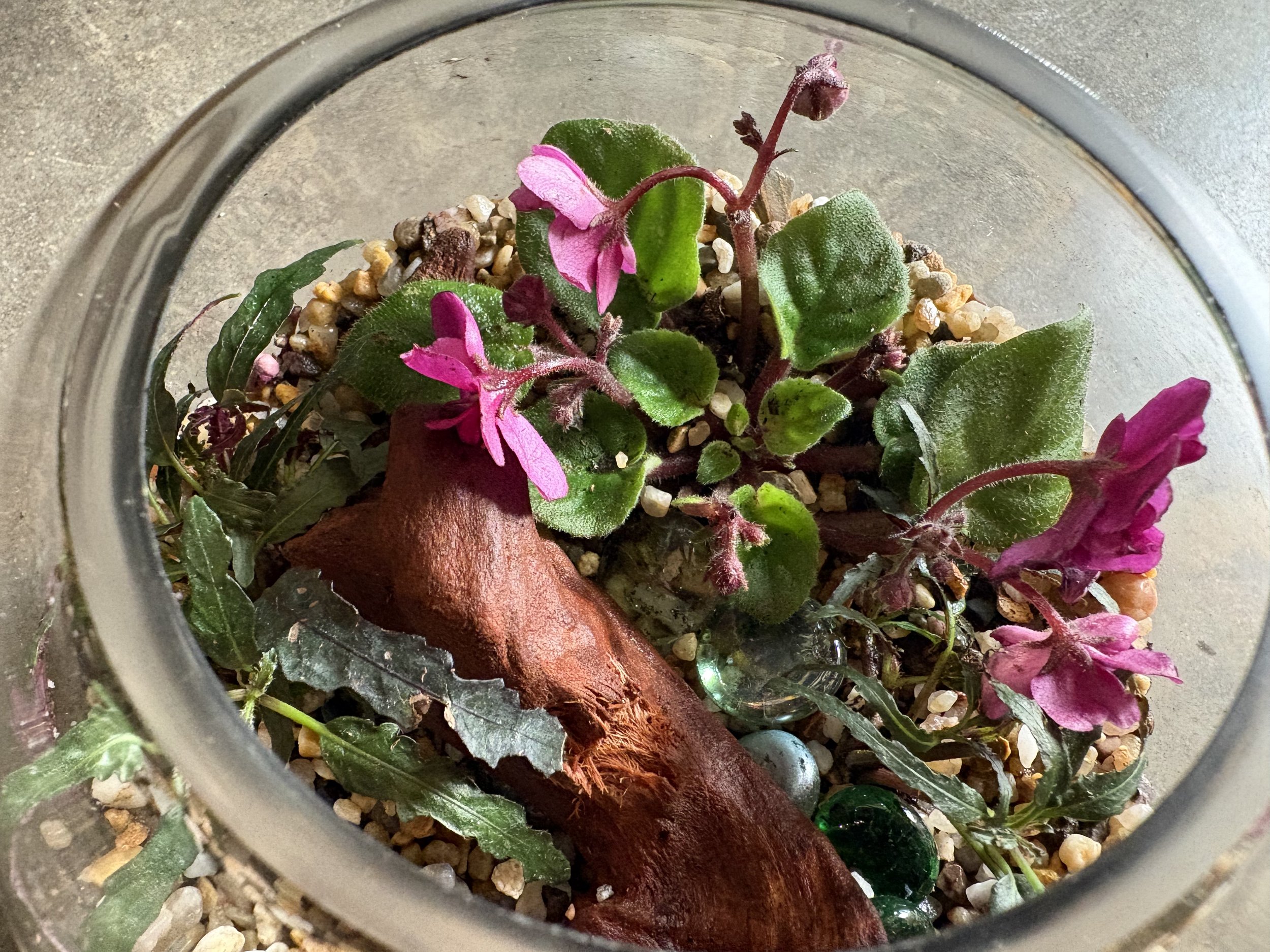 Workshop: Terrarium Building