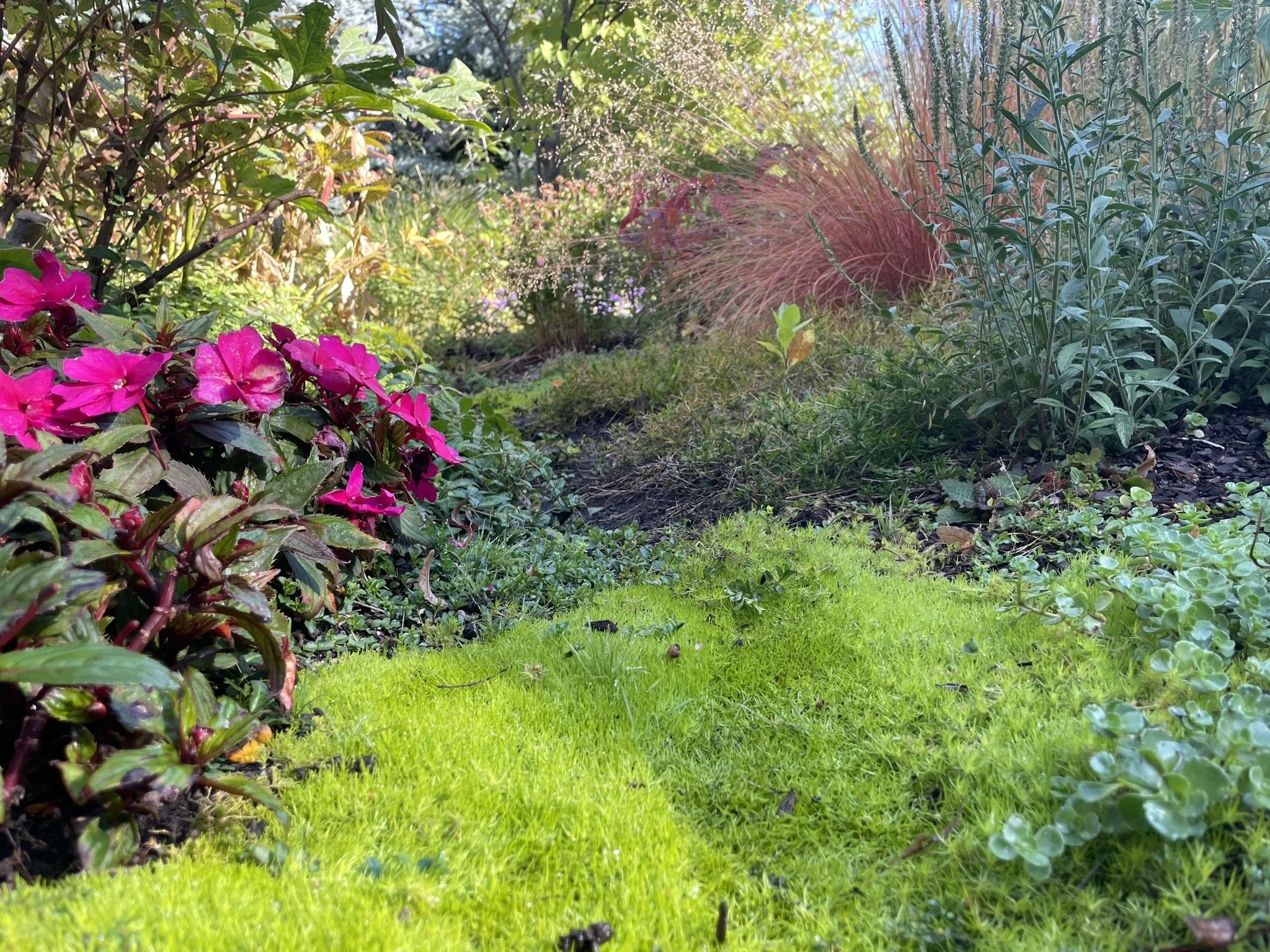 A lush garden scene with vibrant pink flowers, green grass, and various green foliage, bathed in sunlight.