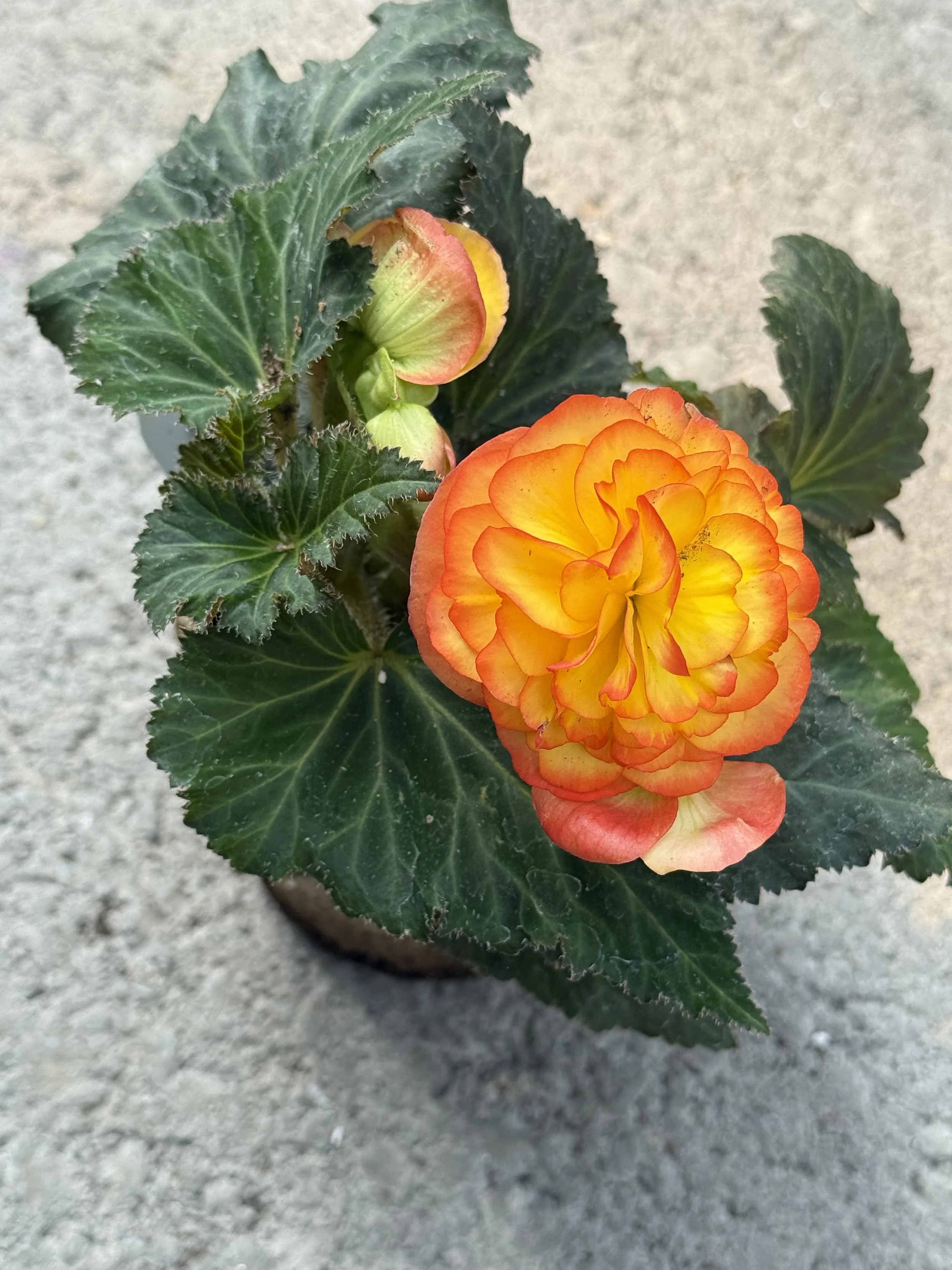 Orange and yellow nonstop begonia.jpeg