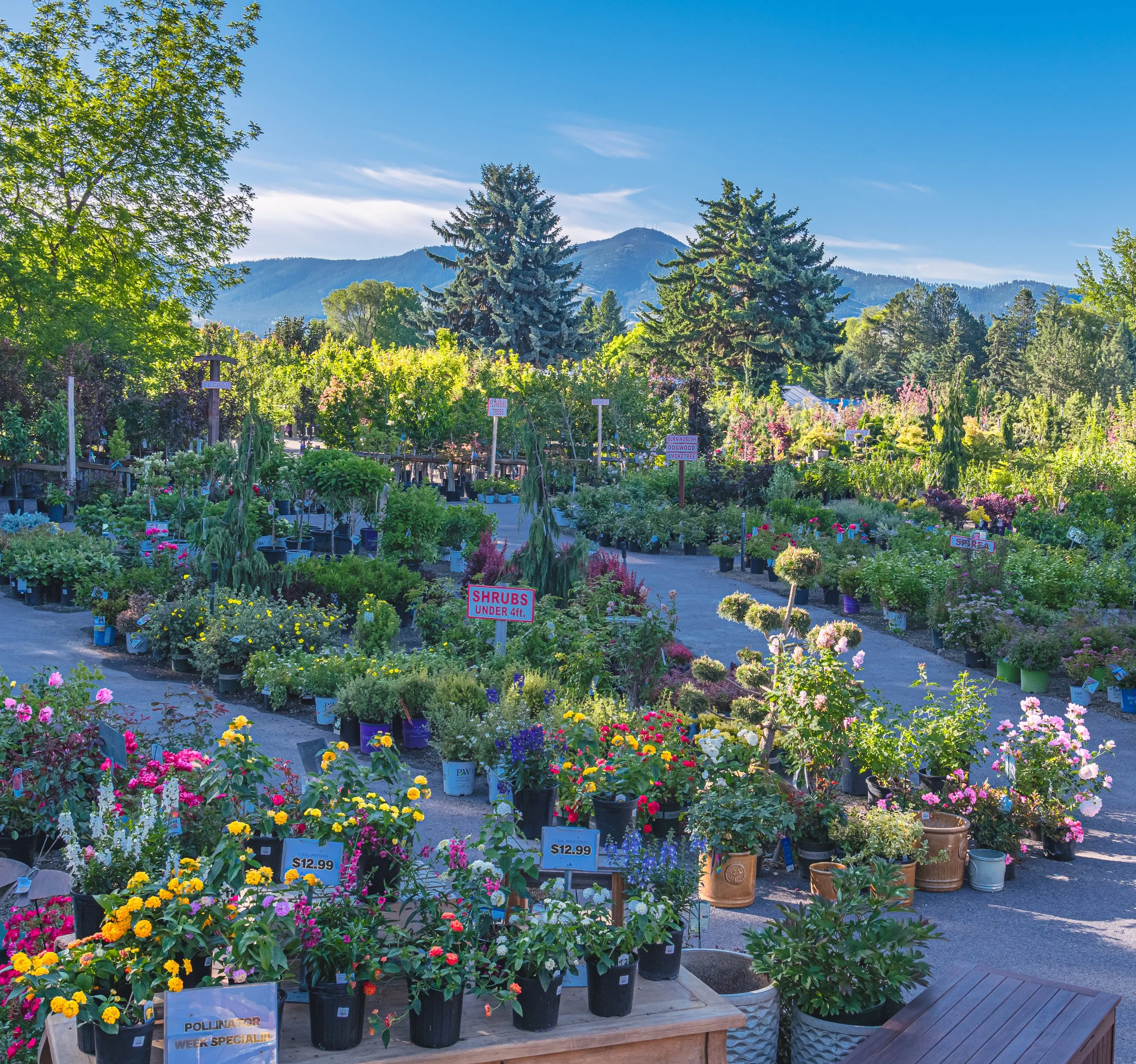 Nursery yard stocked with colorful plants with mountain backdrop