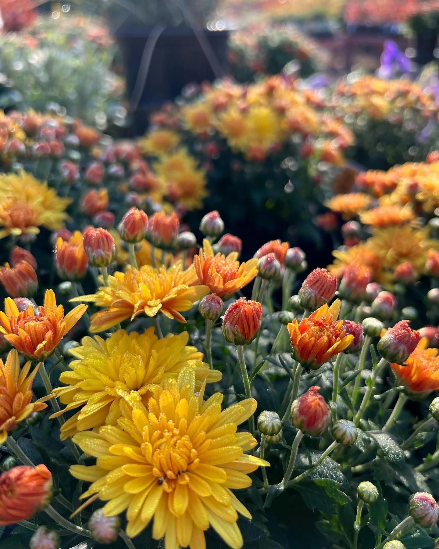 Close up of yellow and orange blooms