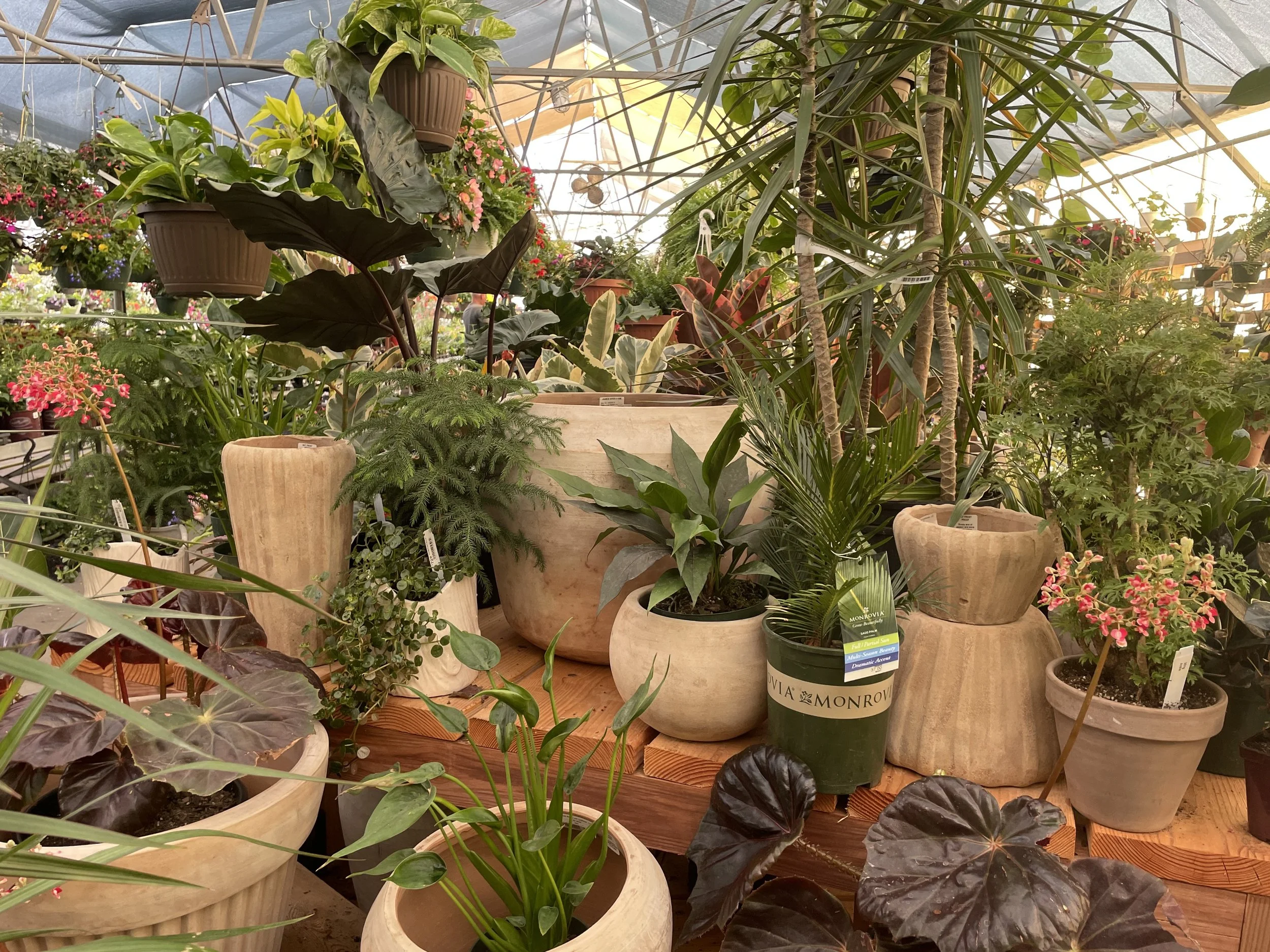 Various potted plants and flowers in a greenhouse, including pink, red, and green foliage, arranged on wooden shelves.