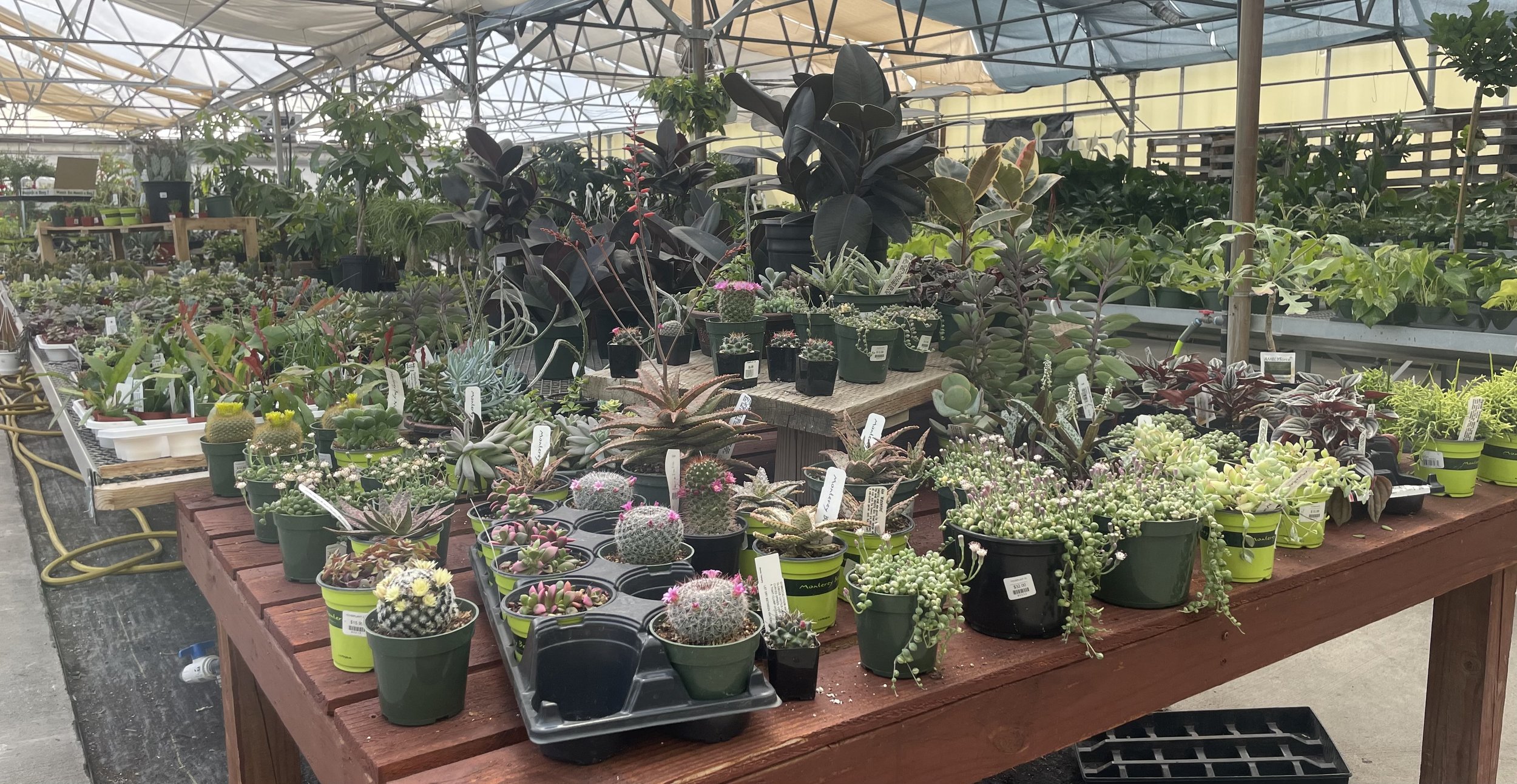 Assorted small potted succulents and cacti displayed on a wooden table inside a greenhouse.