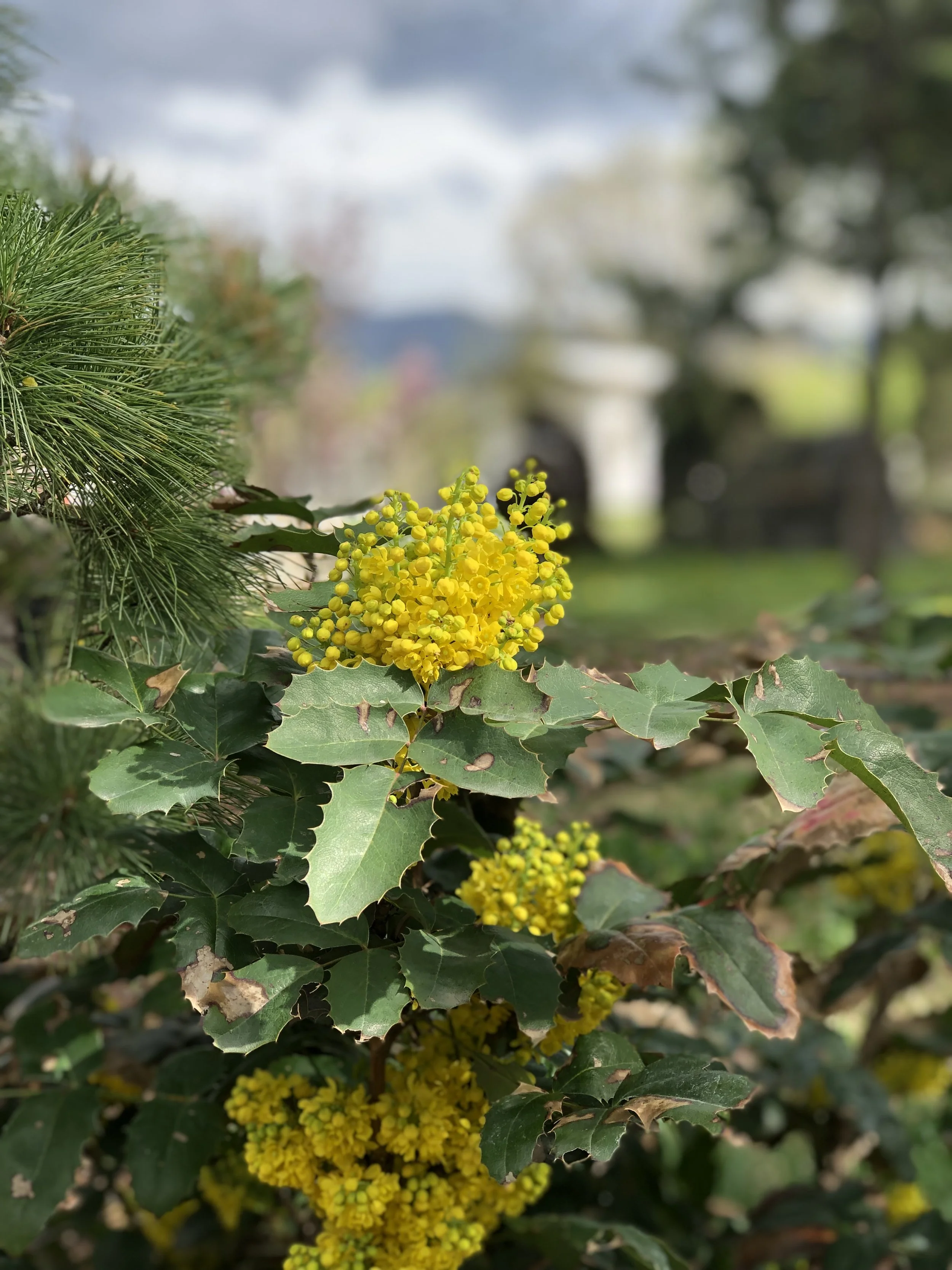 Close-up of yellow flowering plant with green holly leaves and dark green pine needles on the left. Blurred outdoor background with cloudy sky.
