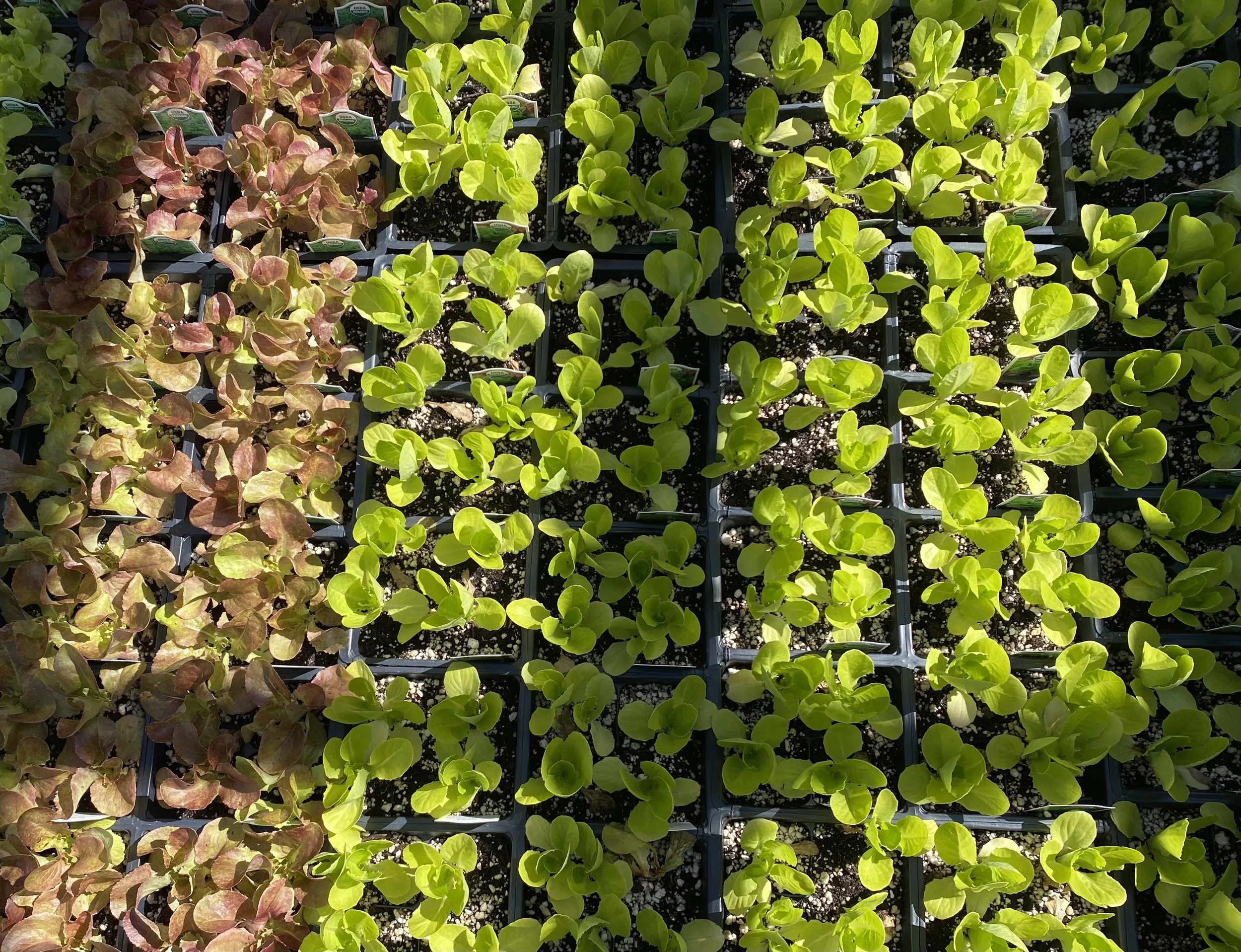 Rows of small potted leafy green plants, with some showing reddish tint, growing in a nursery.