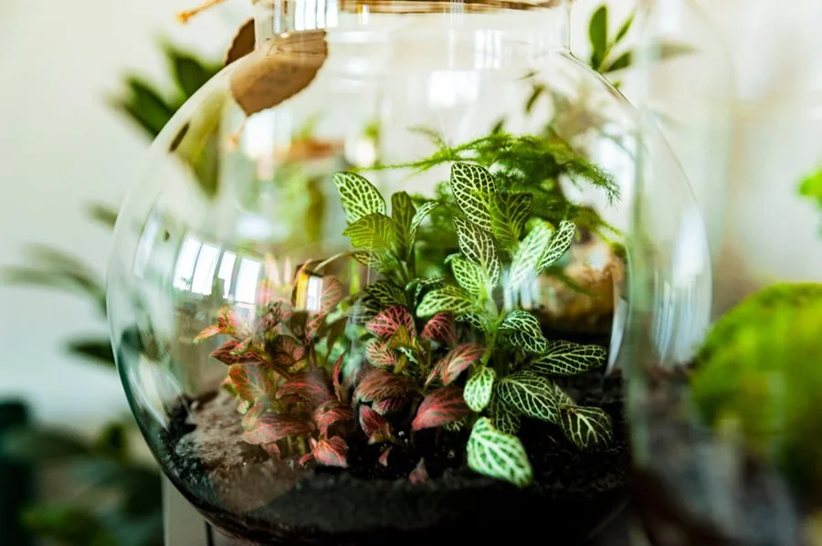 Plant Powered Social Hour: Terrariums & Fairy Gardens