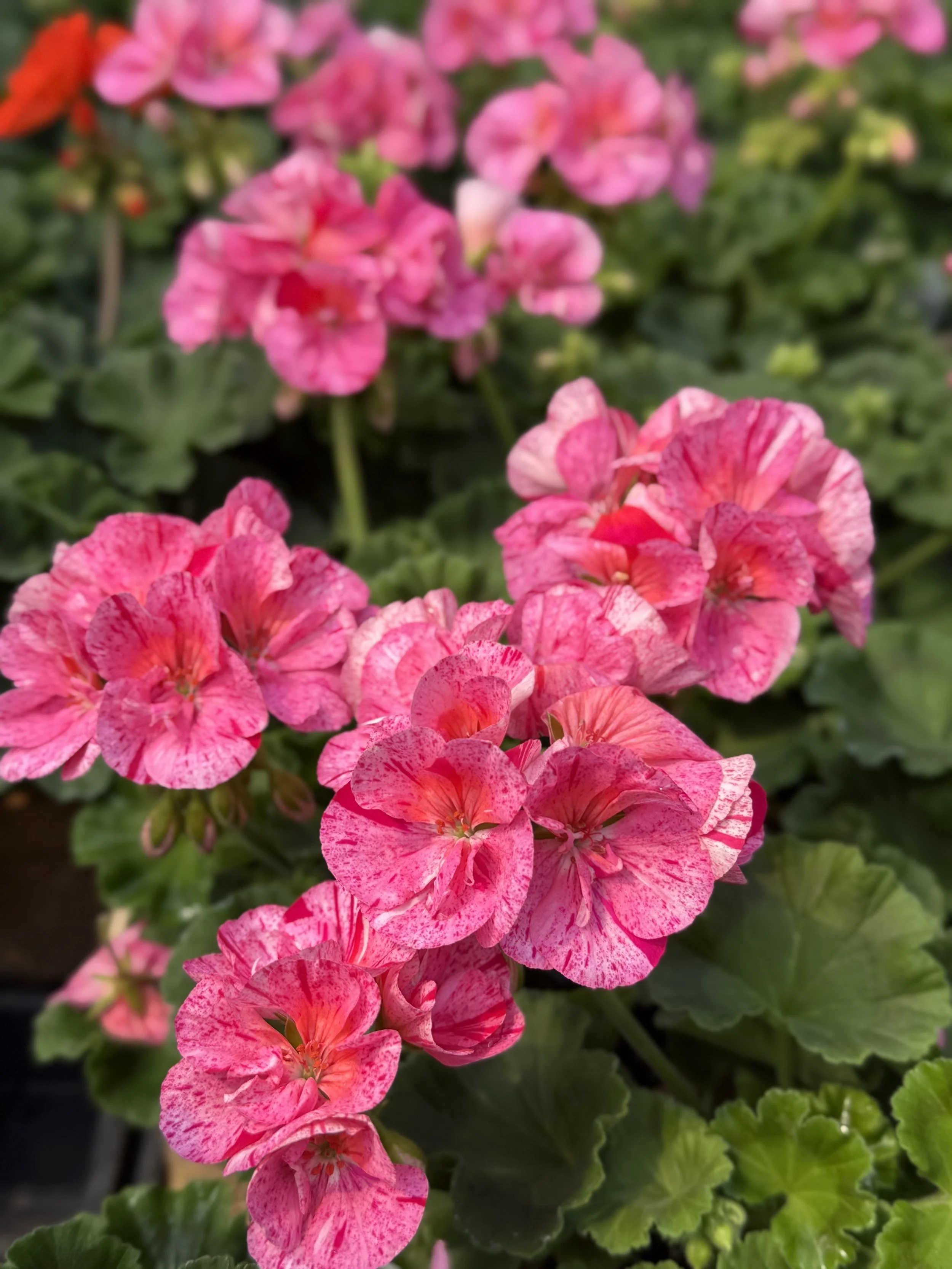 pink splash Geranium v3.jpeg