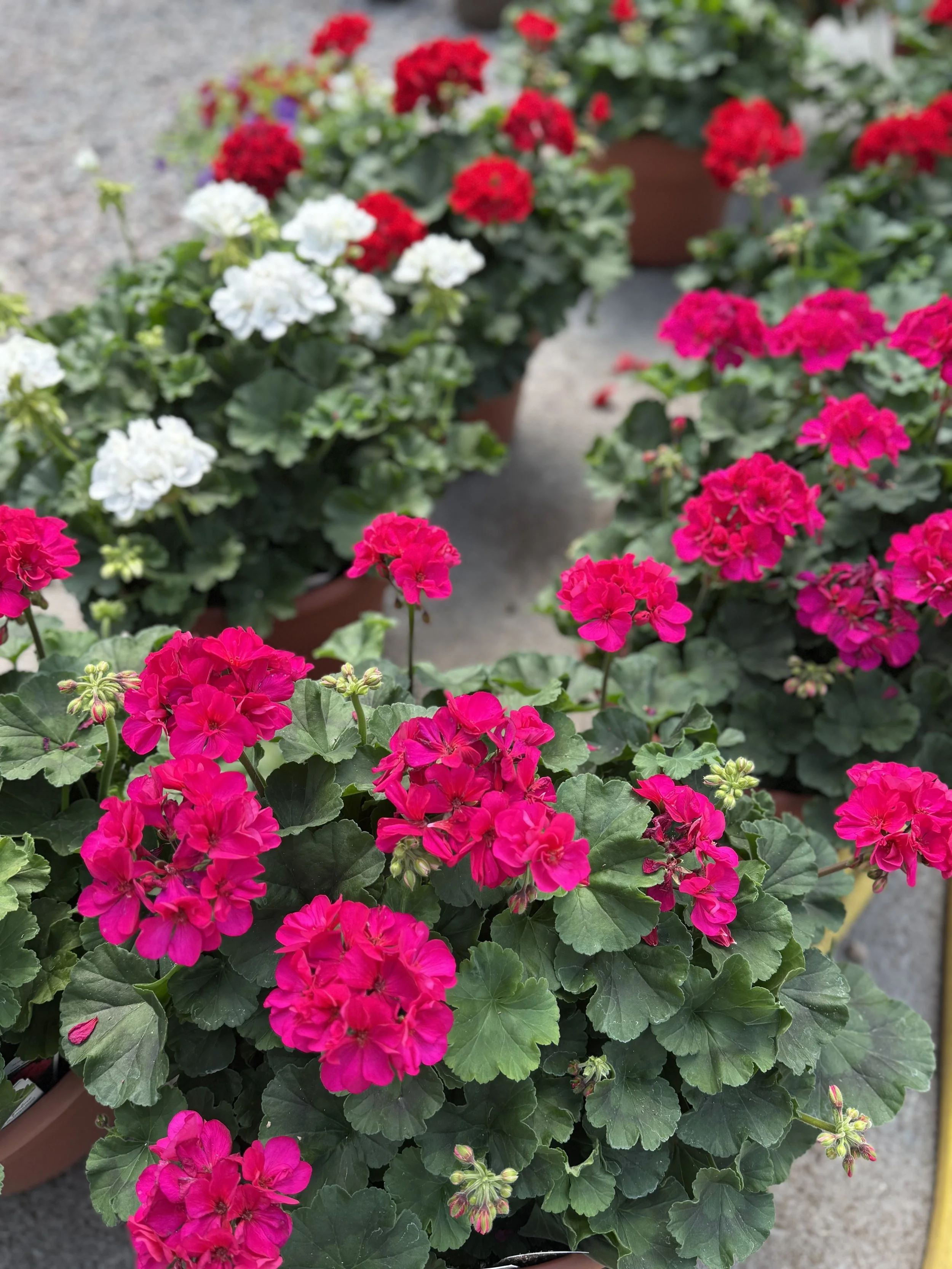 pink geranium block.jpeg