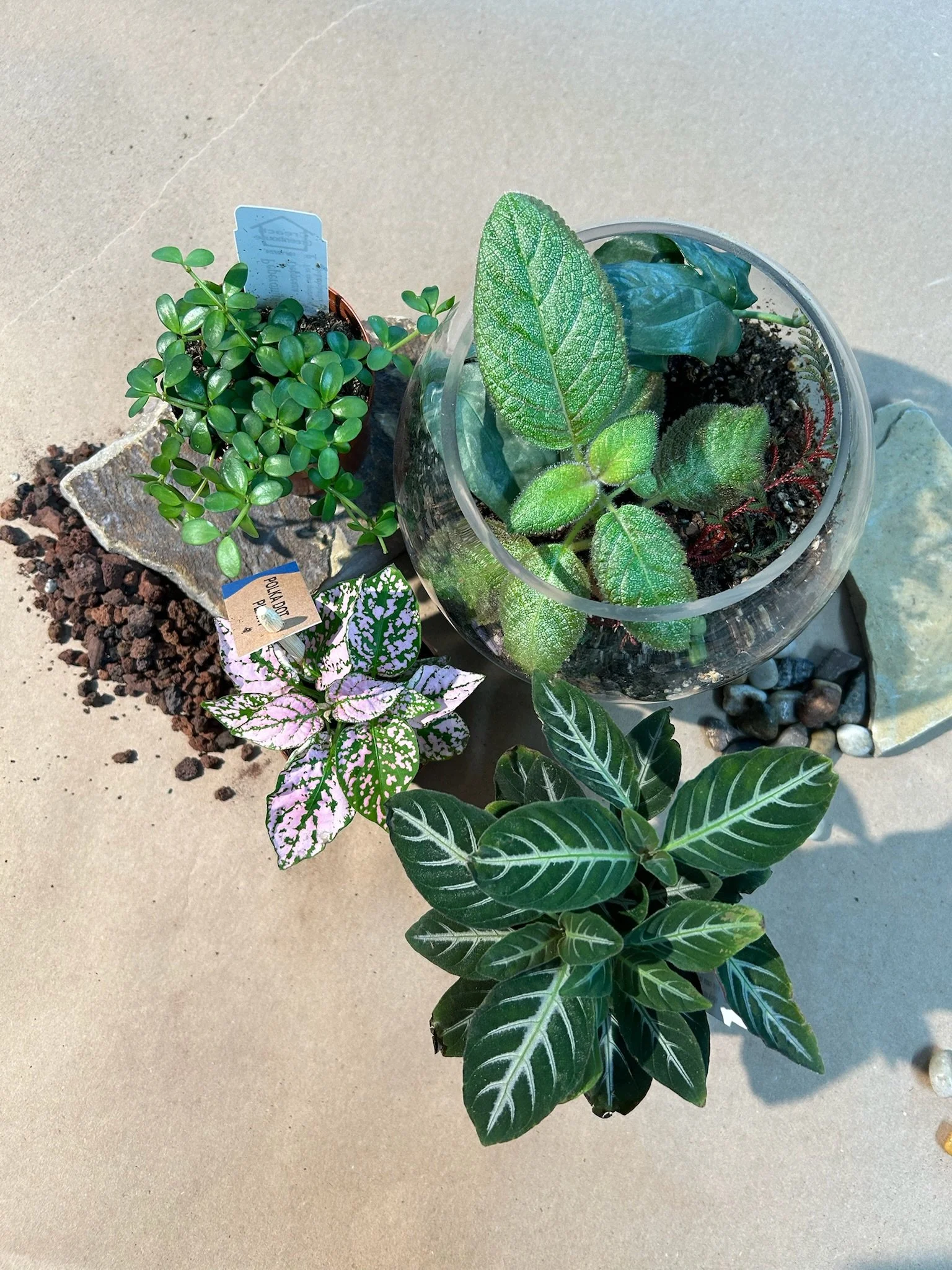 Arrangement of potted and planted houseplants on concrete surface, including a green plant in a terracotta pot, a variegated pink and green plant, a leafy plant in a glass bowl, and a plant with dark green leaves with white veins.