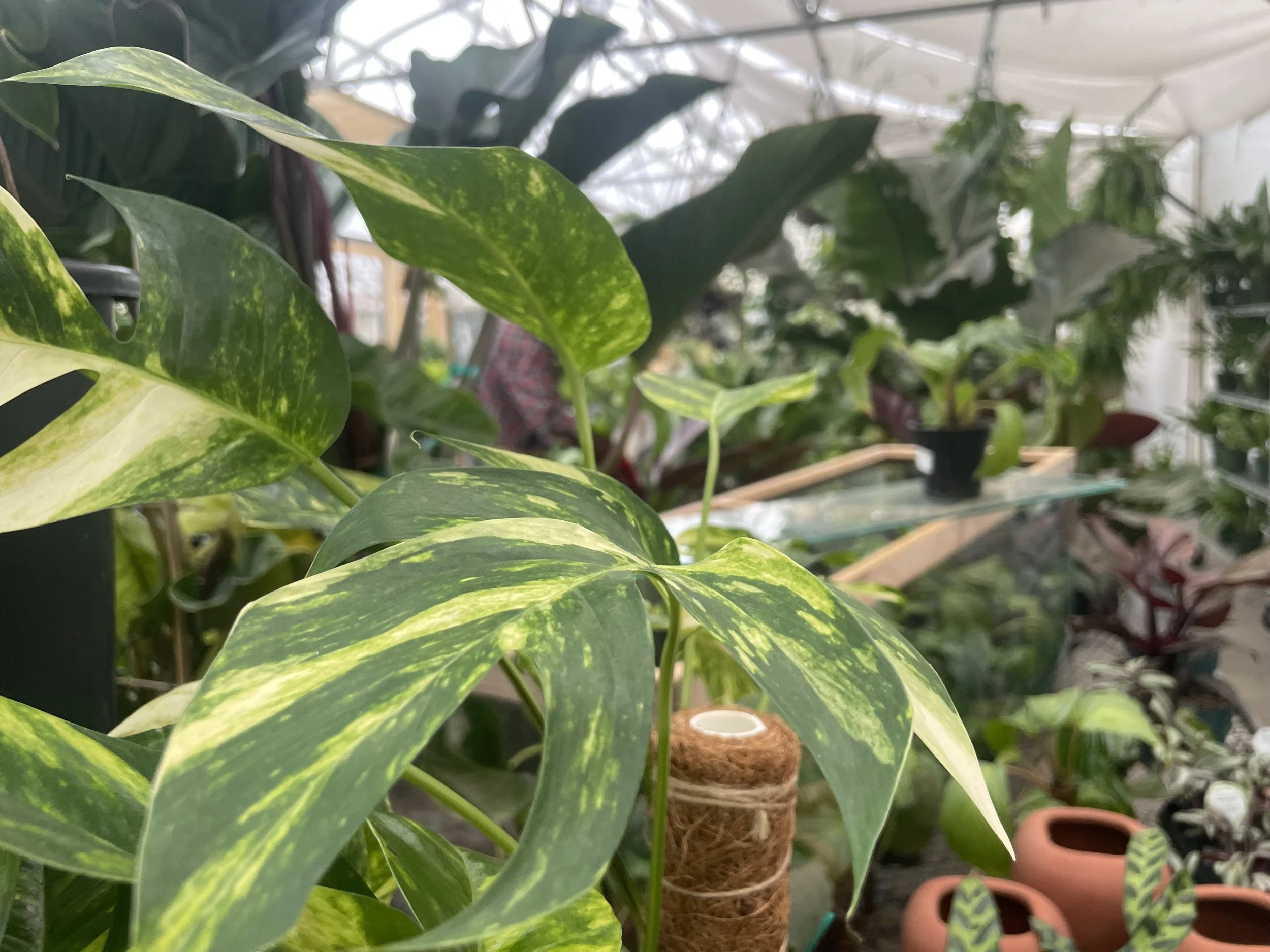 Houseplant Week
