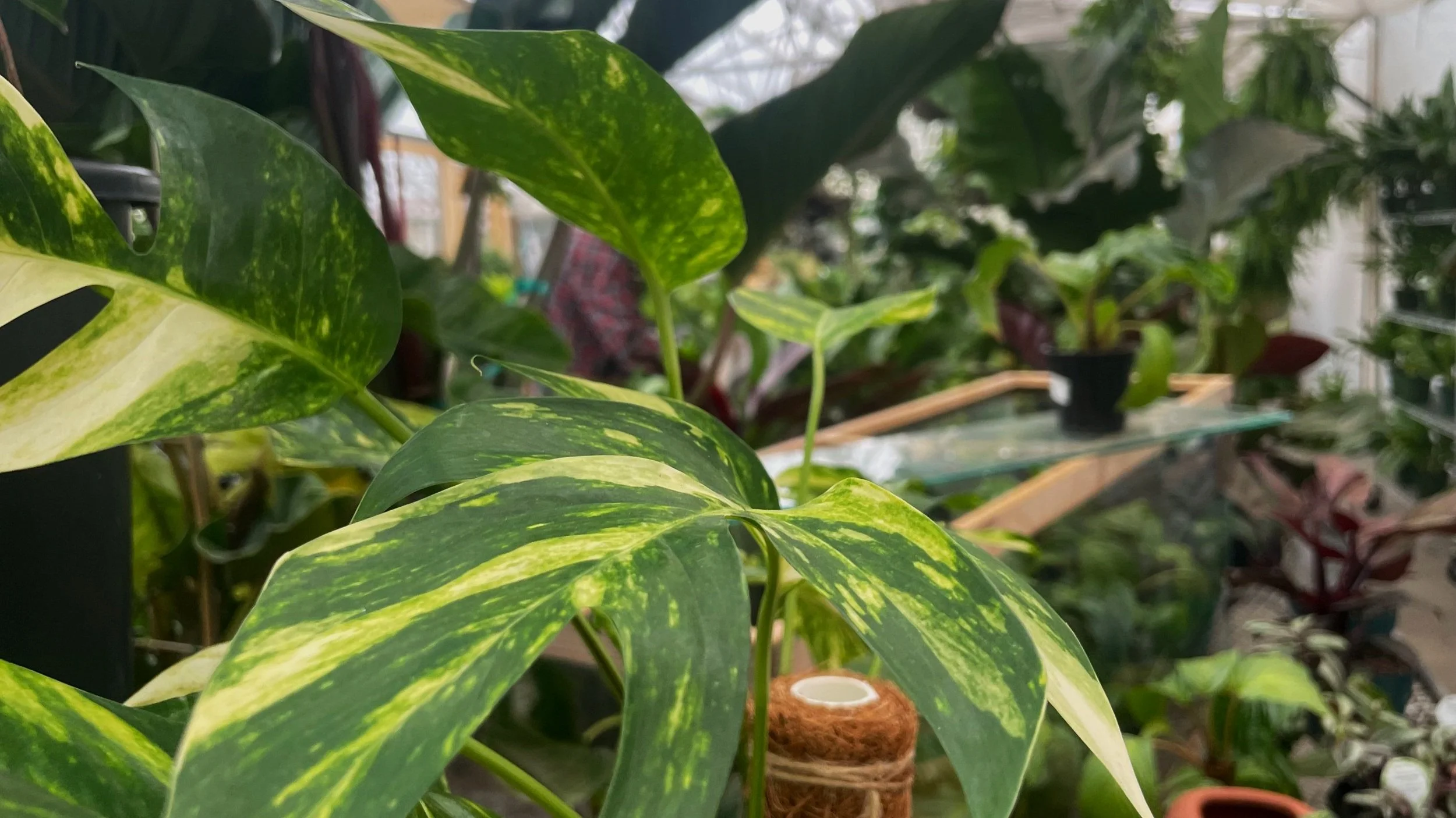 Group of vibrant green houseplants and colorful blooms