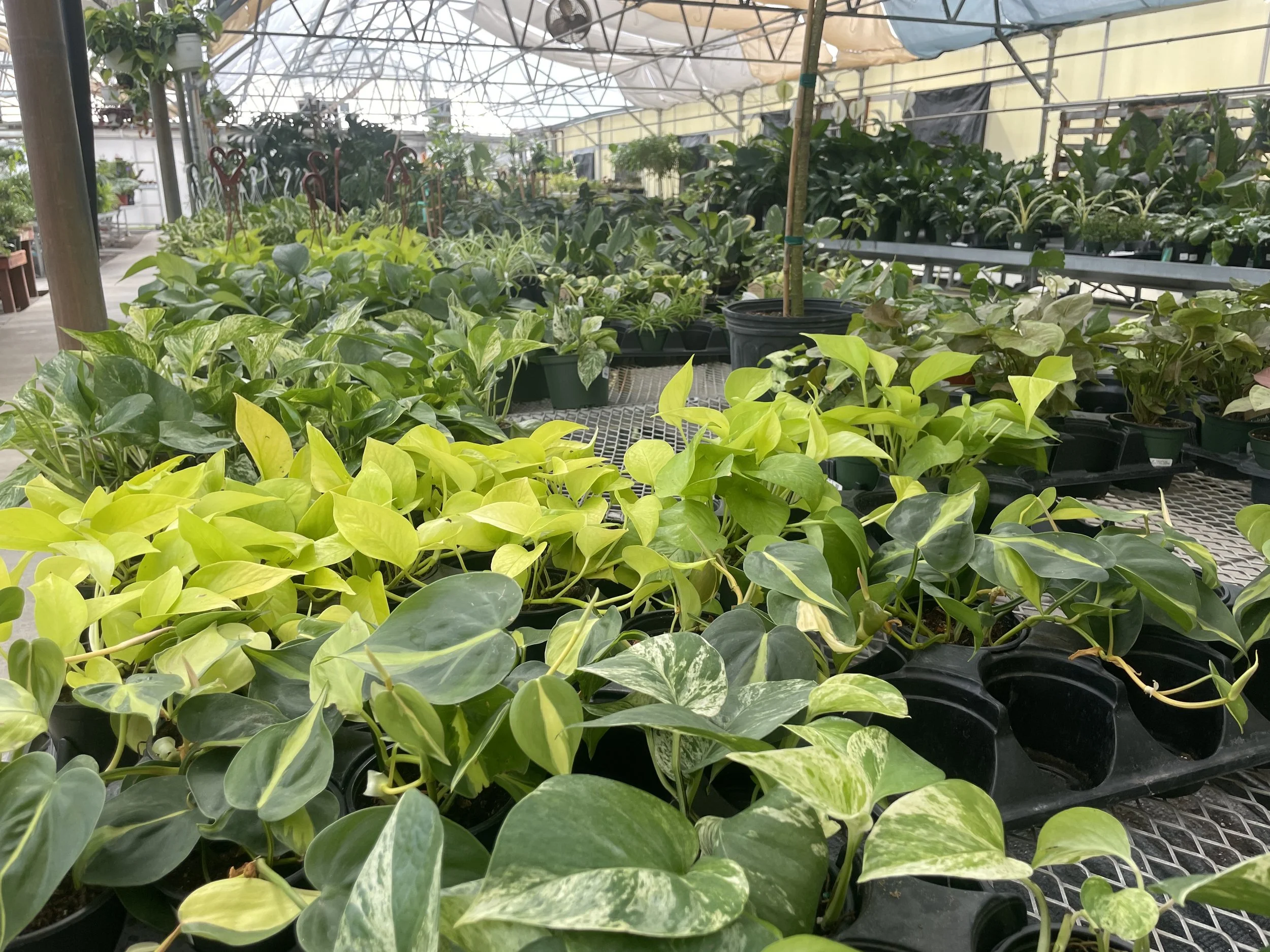 Rows of potted plants with variegated and green leaves inside a greenhouse.