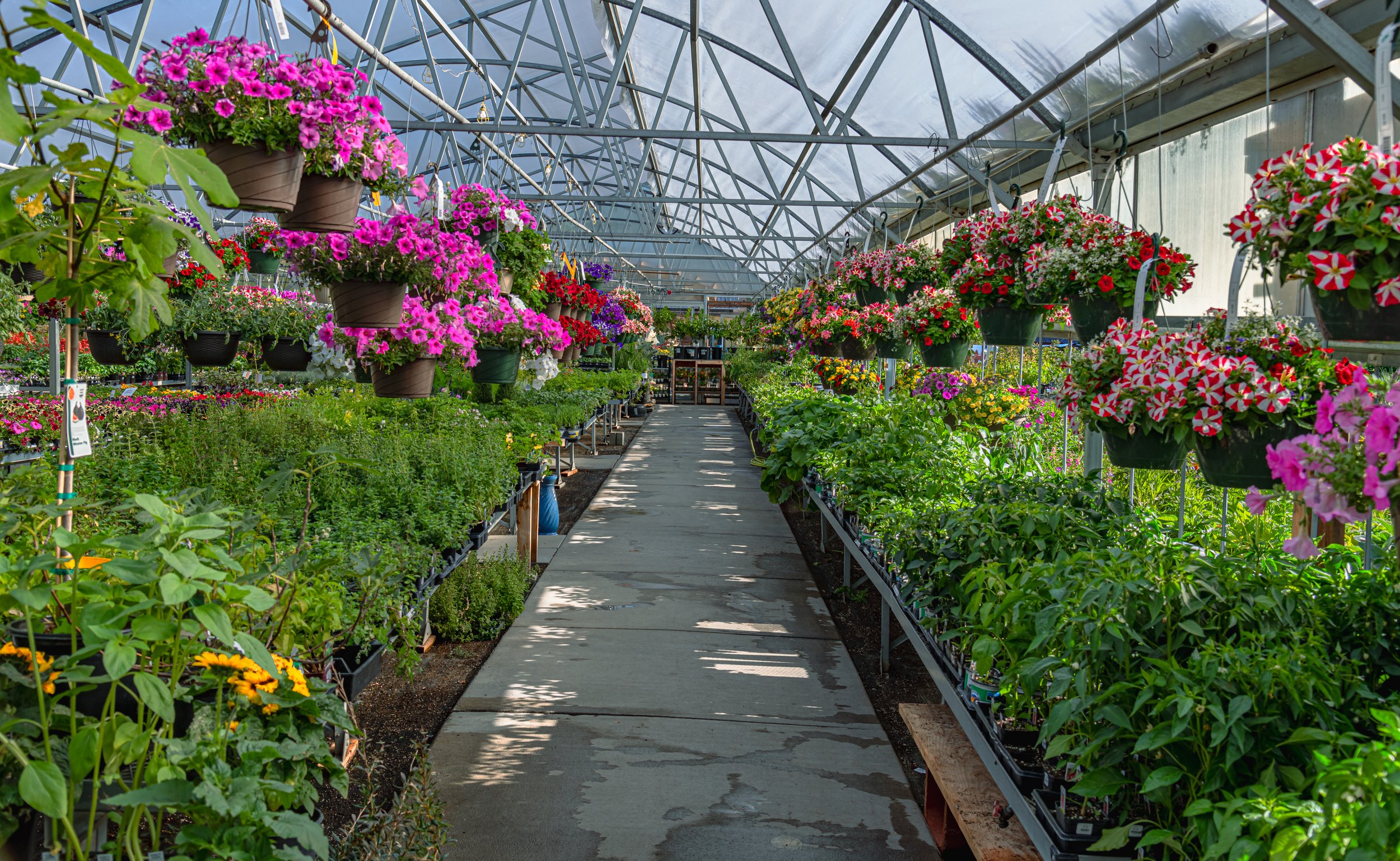 Tables in the greenhouse filled with green plants and pink hanging baskets overhead