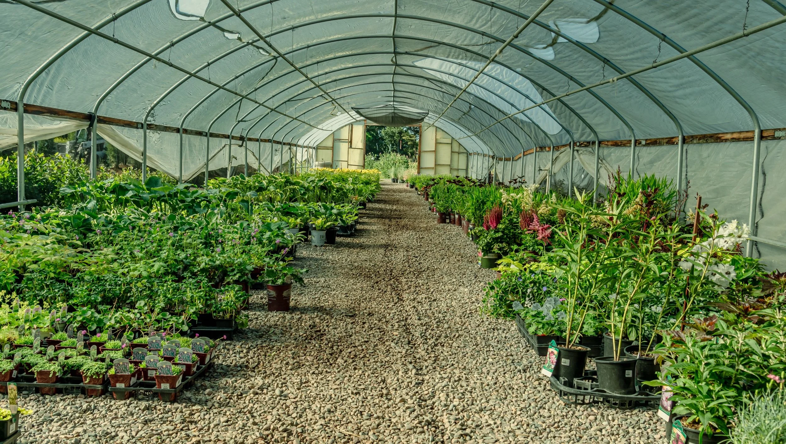 View inside a greenhouse with various potted plants and flowers arranged on either side of a gravel pathway.