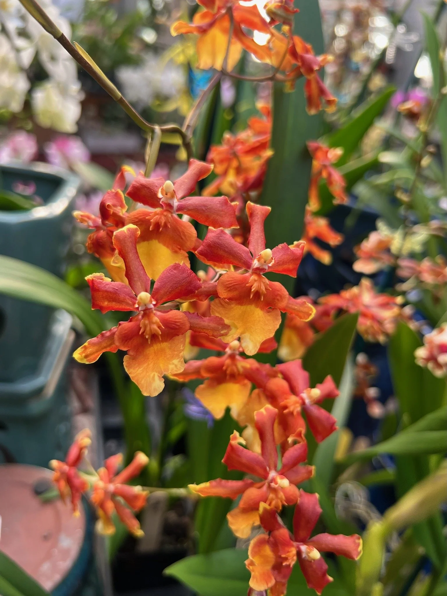 Close-up of orange and yellow orchid flowers on a plant in a garden or greenhouse setting.