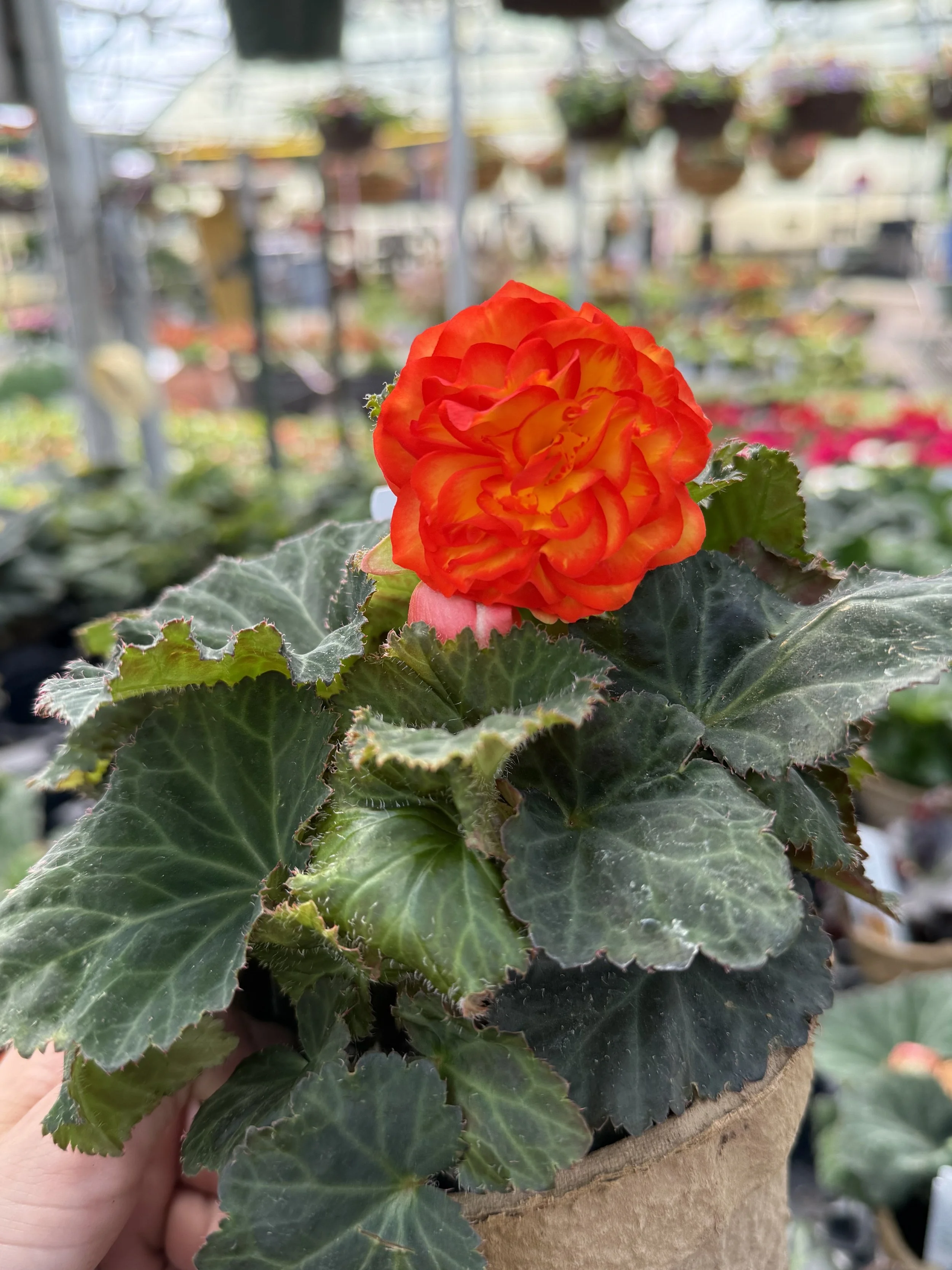 Orange nonstop begonia.jpeg
