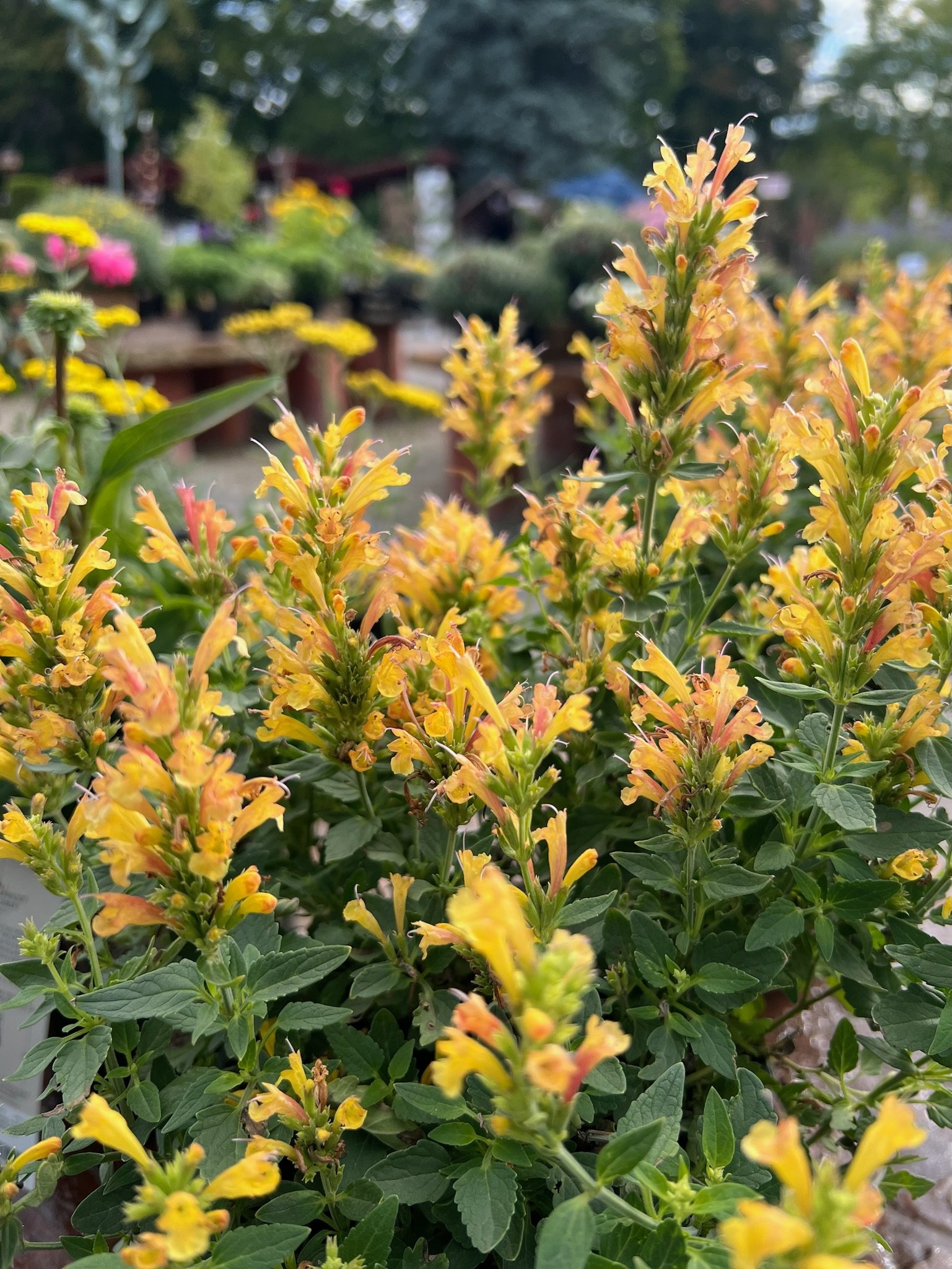 Fall Color in the Garden and Beyond