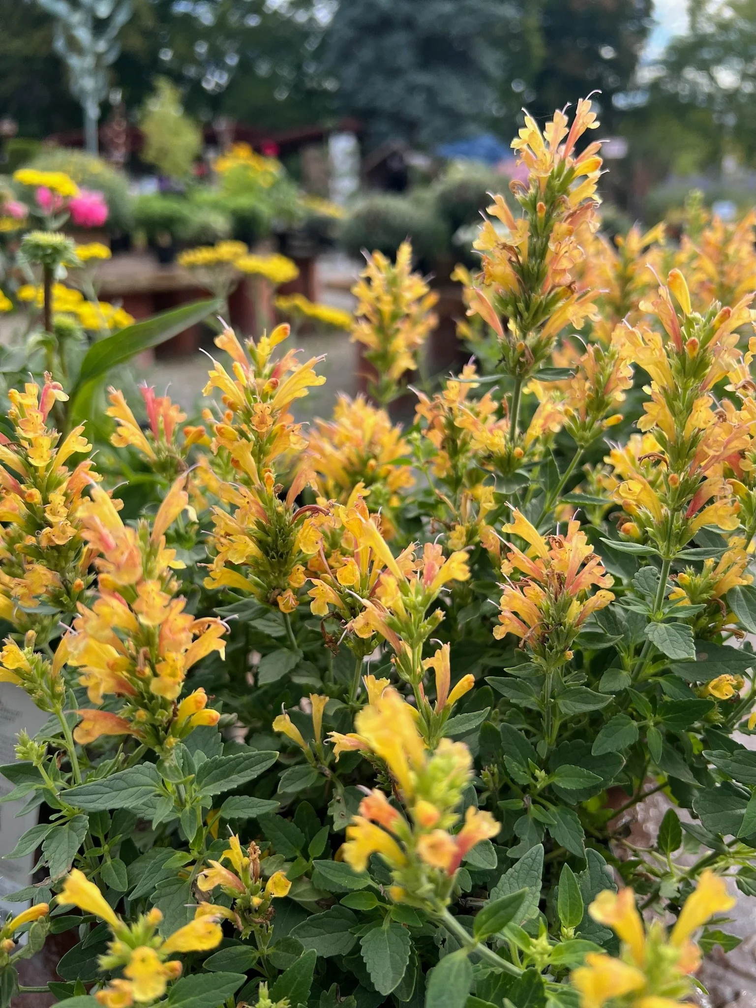 Fall Color in the Garden and Beyond
