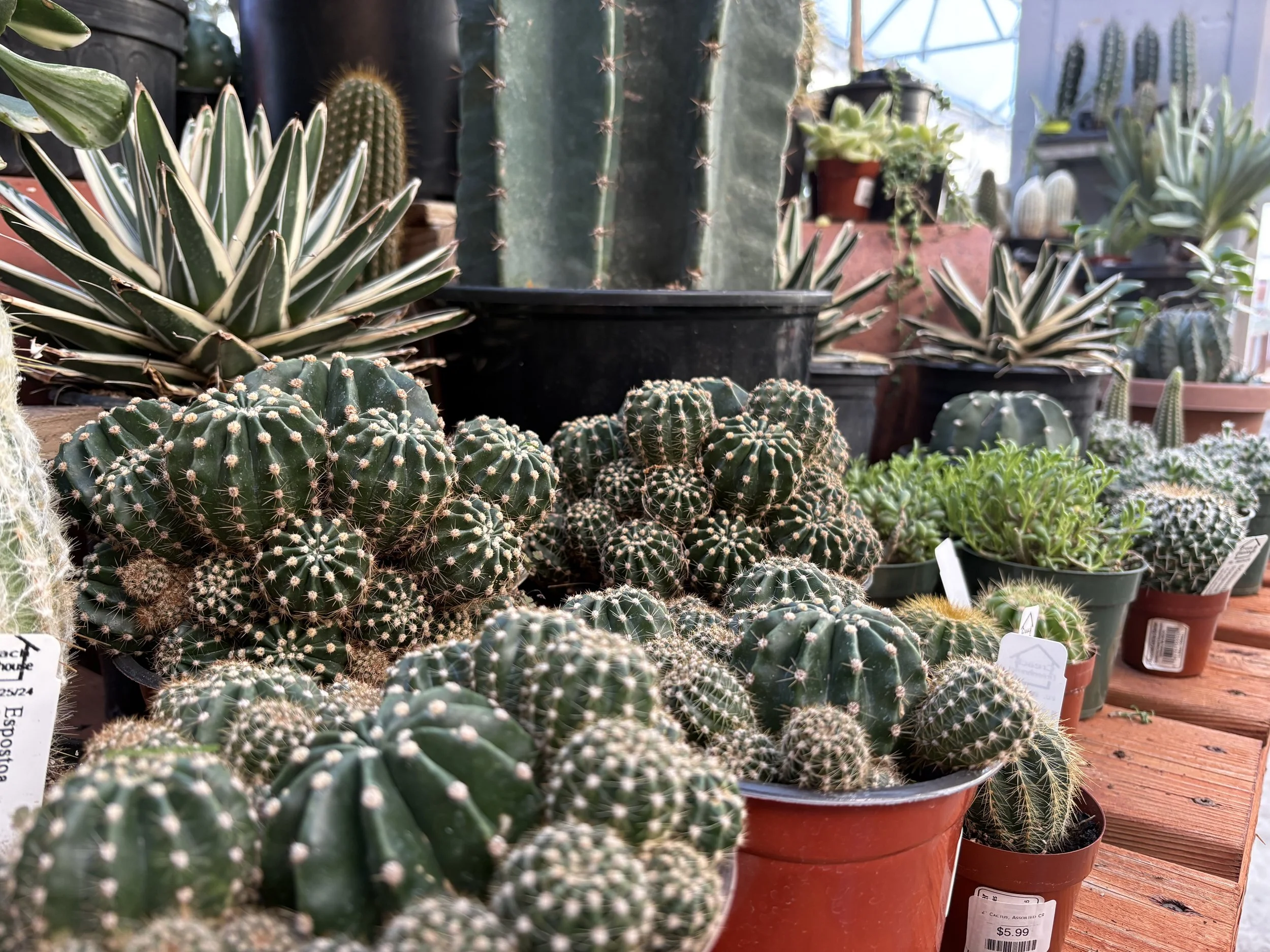 Workshop: Desert Container Gardens