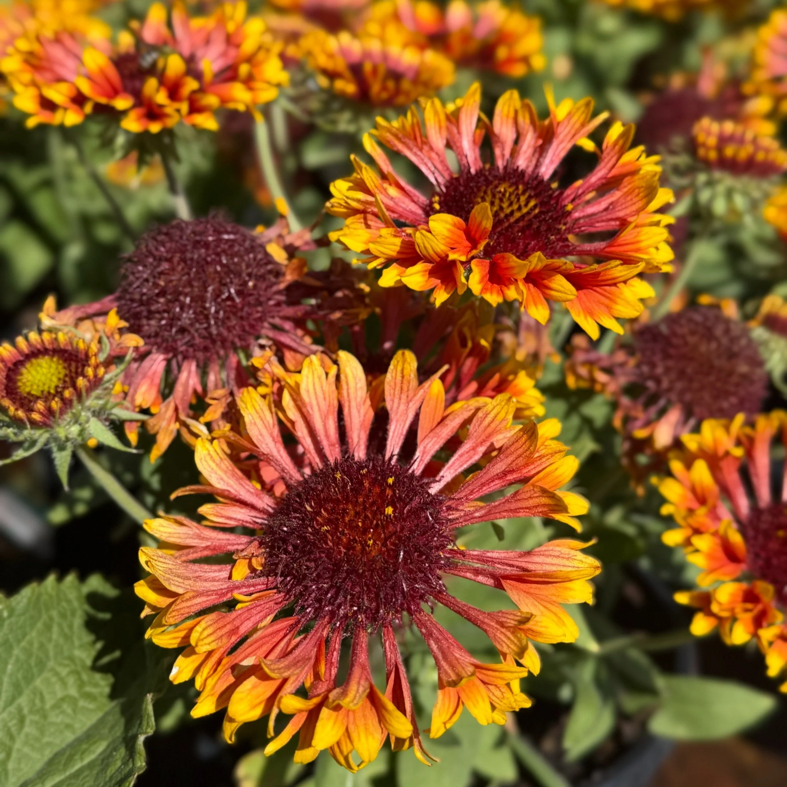 Fall Planting &amp; Winterizing Seminar