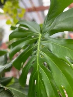 Monstera leaf.jpg