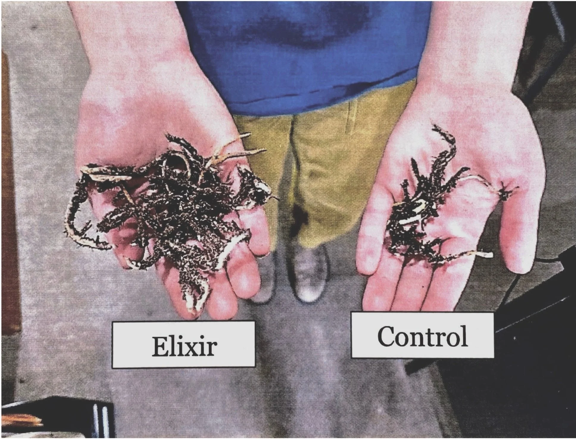 Two hands holding root bundles to show the effects of a soil elixir