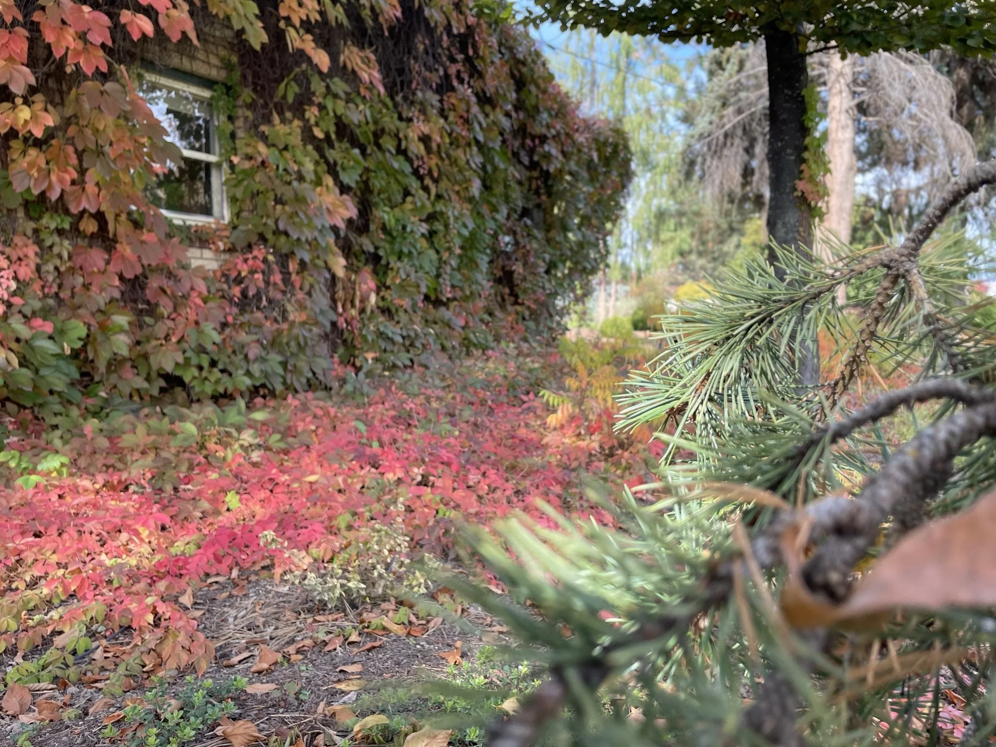 Close-up of pine tree branches with green needles in the foreground, colorful autumn shrubs with red and pink leaves, and an ivy-covered brick house wall with a window in the background.