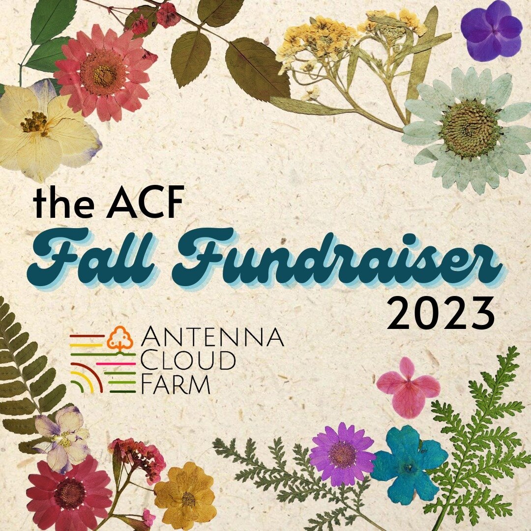 Our hearts are full with gratitude and pride after such a richly inspiring and impactful 2023 season. We could not have done it without the help of our community. 

Please consider a donation to Antenna Cloud Farm to support the big things we&rsquo;r