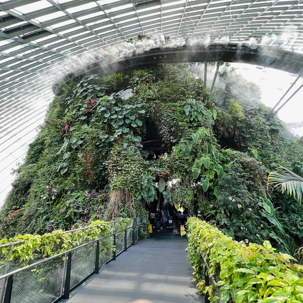 Cloud Forest