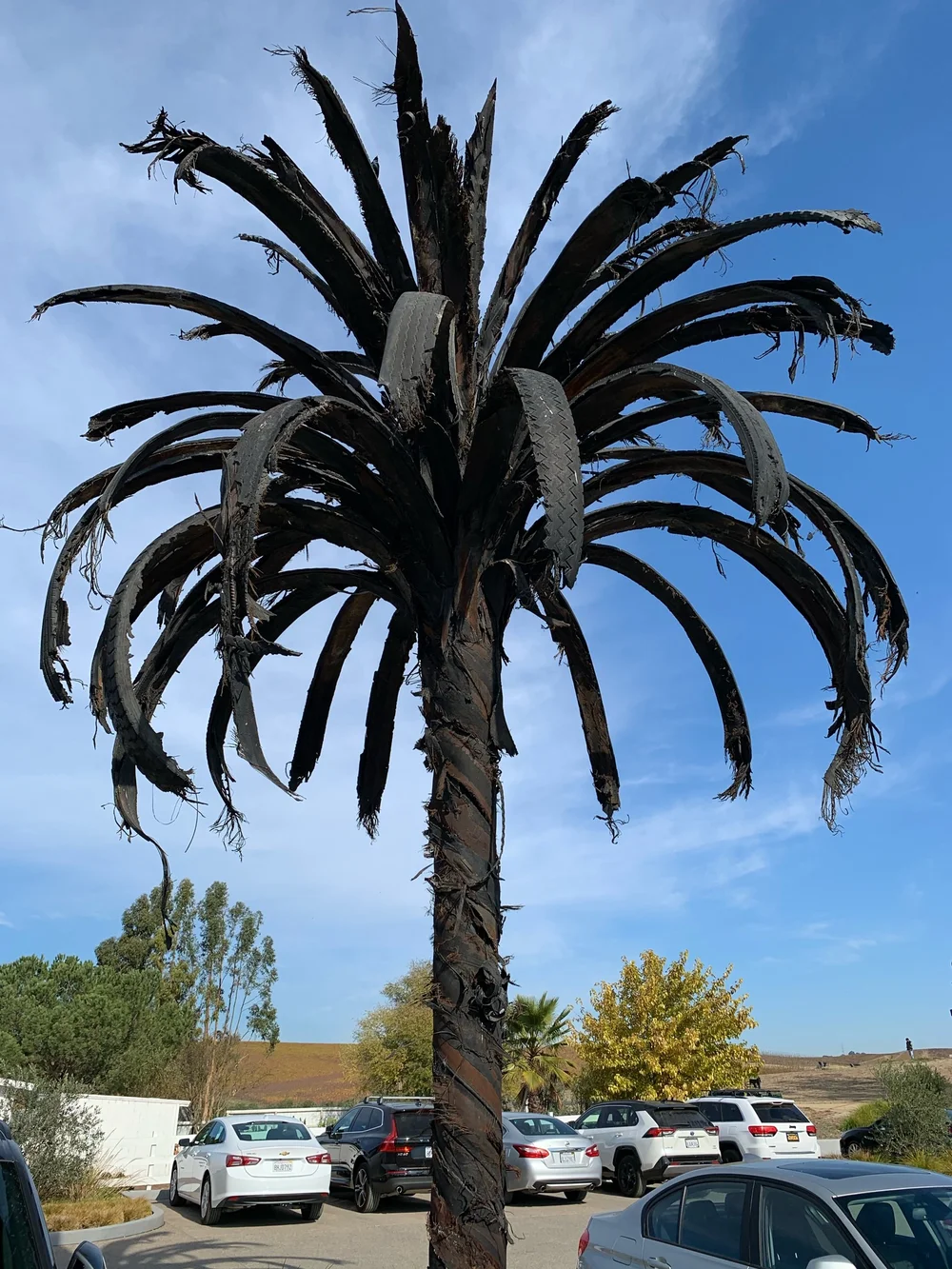 Black Palm, Douglas White, 2011