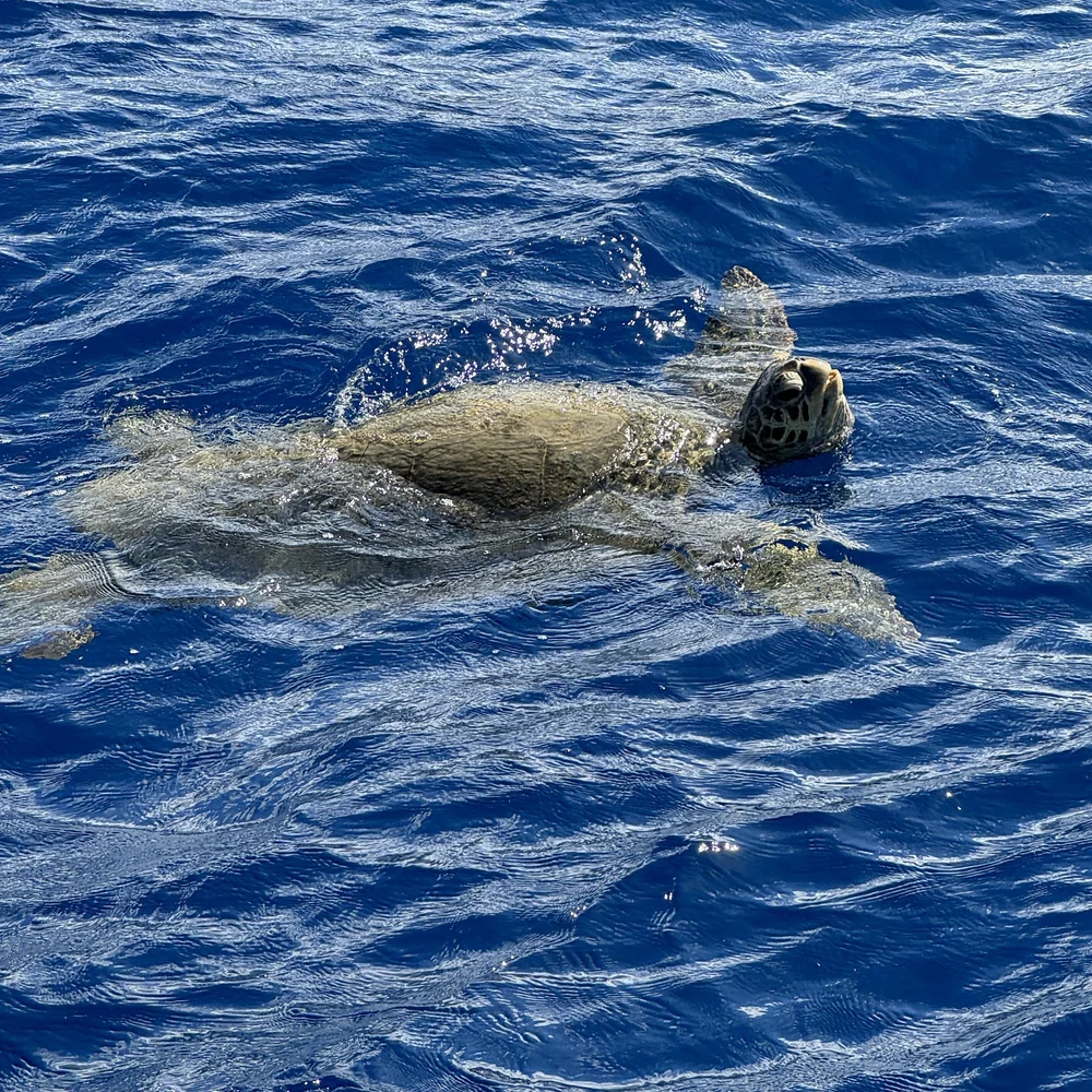 Hawaiian Green Turtle!