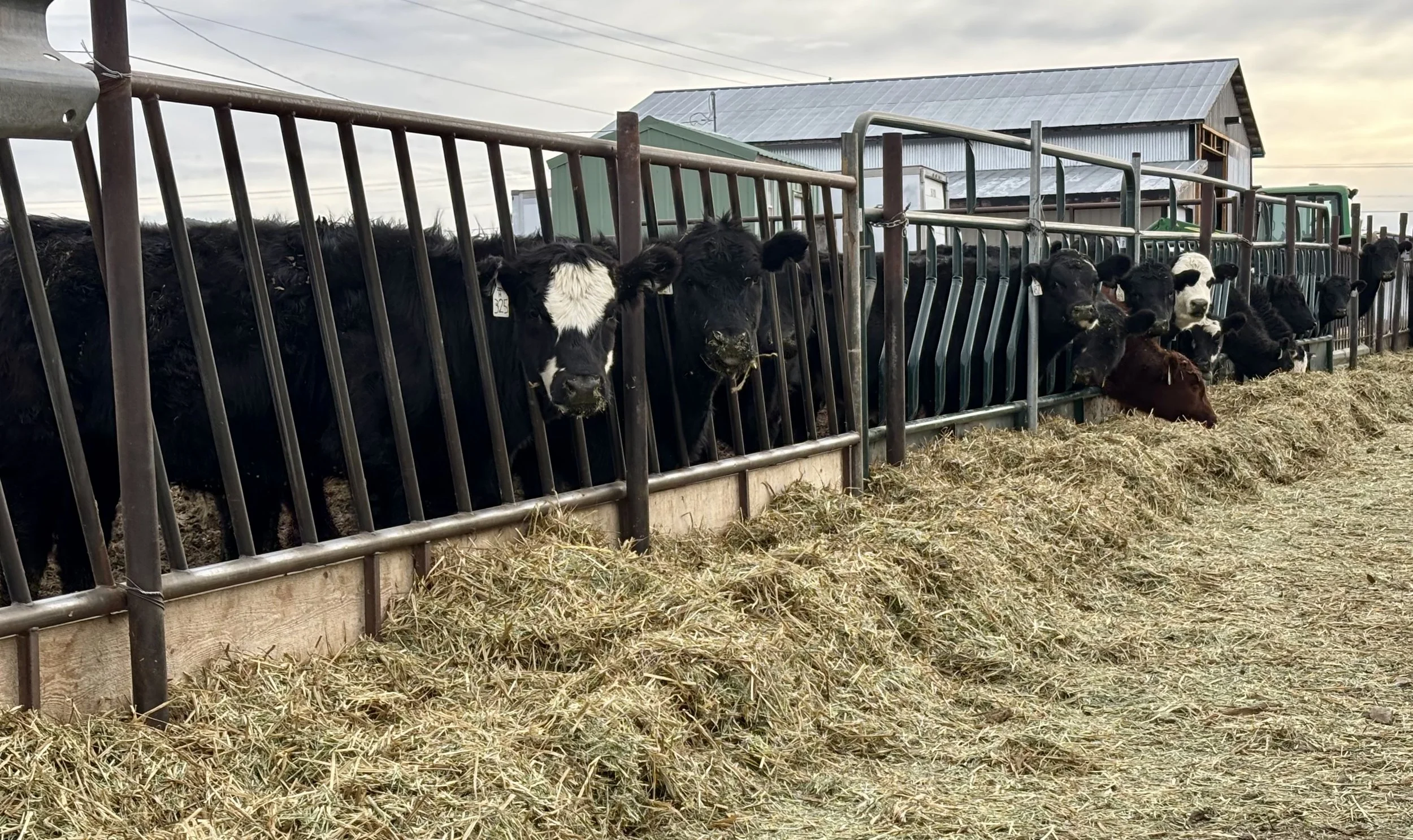 Group of black and white calves and black calves standing behind a metal feeding fence in a barnyard, with a grassy straw-covered ground and farm buildings in the background.