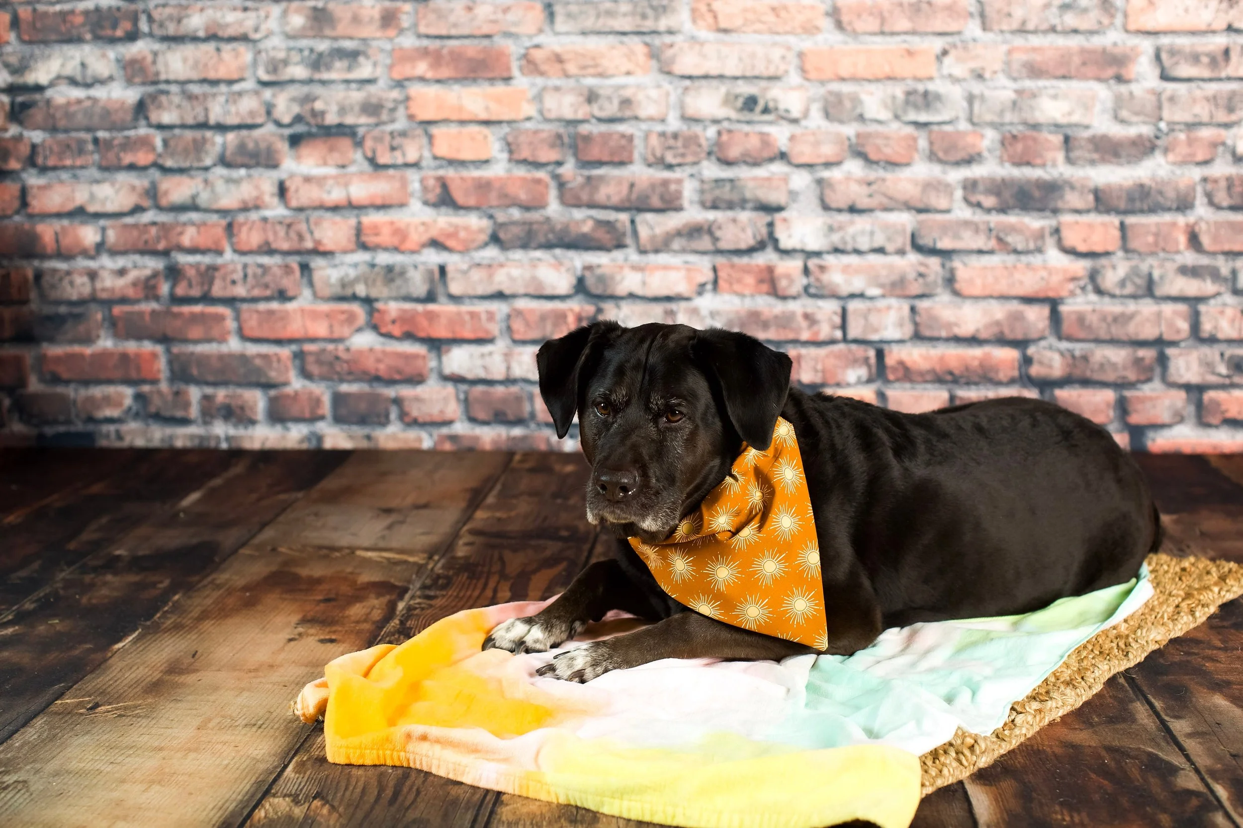 black dog wearing handmade bandana that is golden with yellow sun rays that slips over the collar