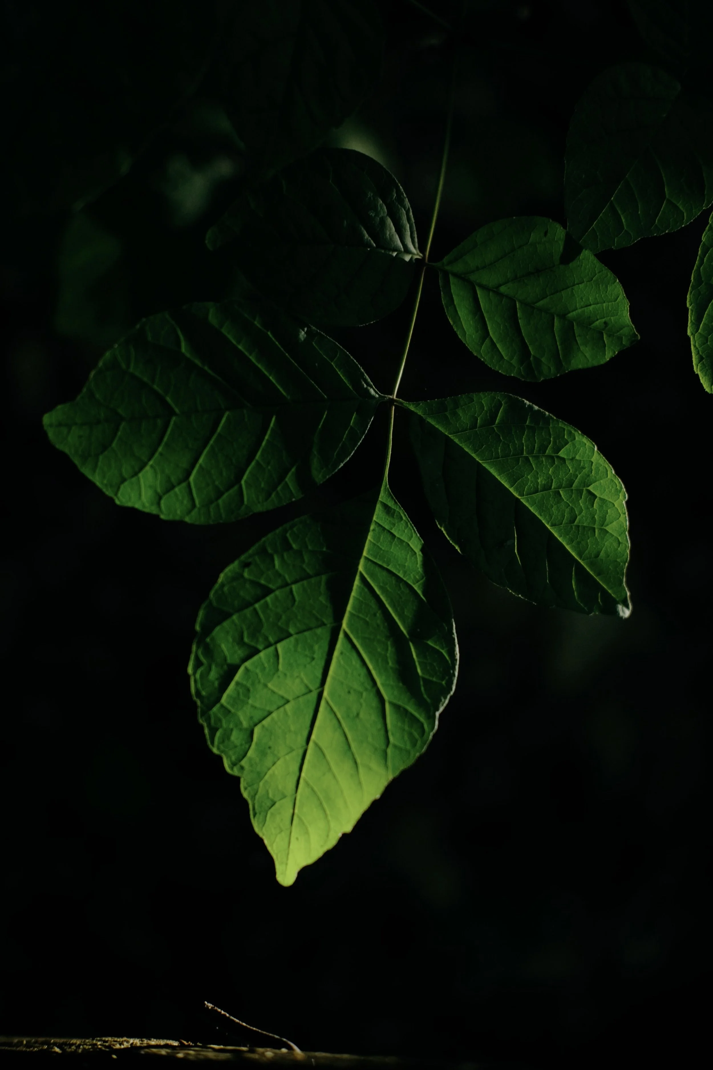 Last Will and Testament