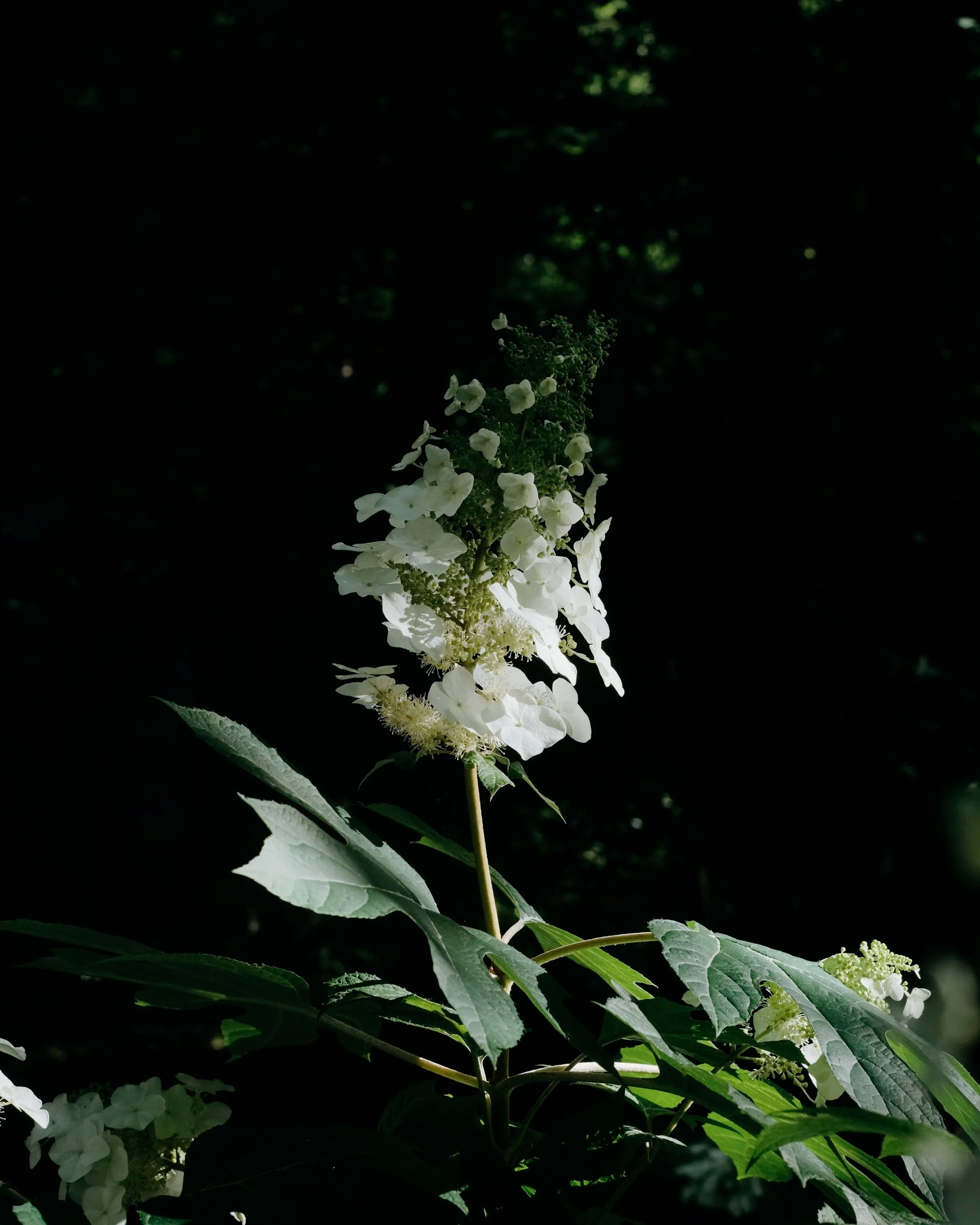 Living Trust and Special Needs Trust