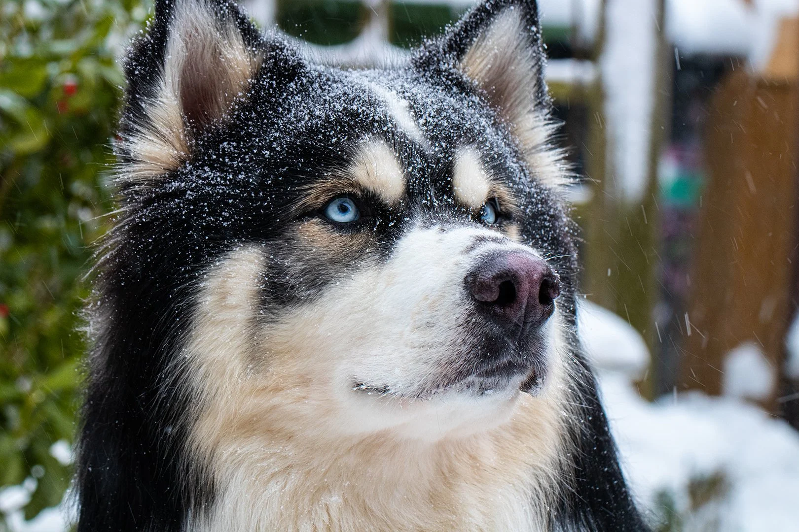 Logan_snow_03.jpg