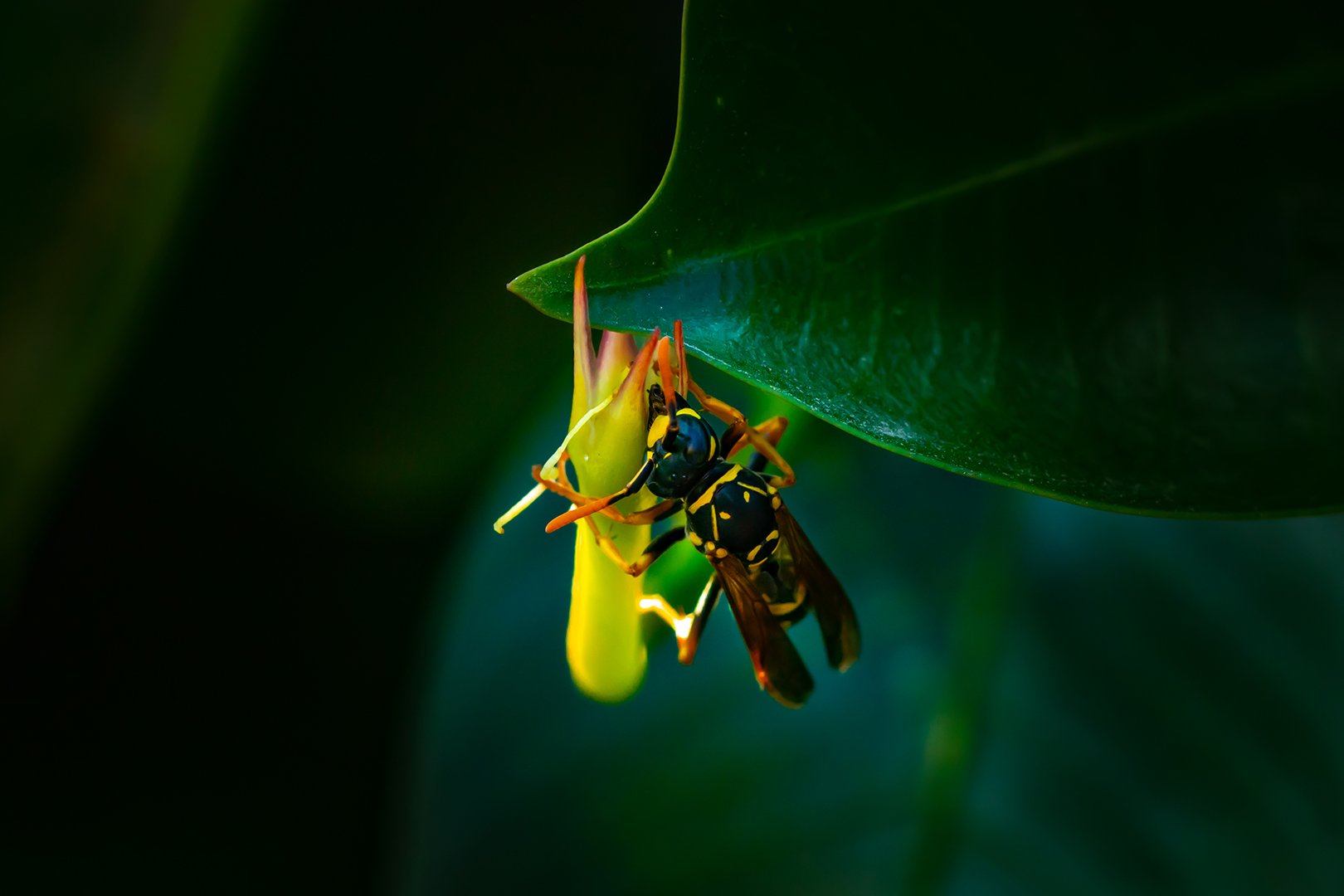 Lil_wasp.jpg