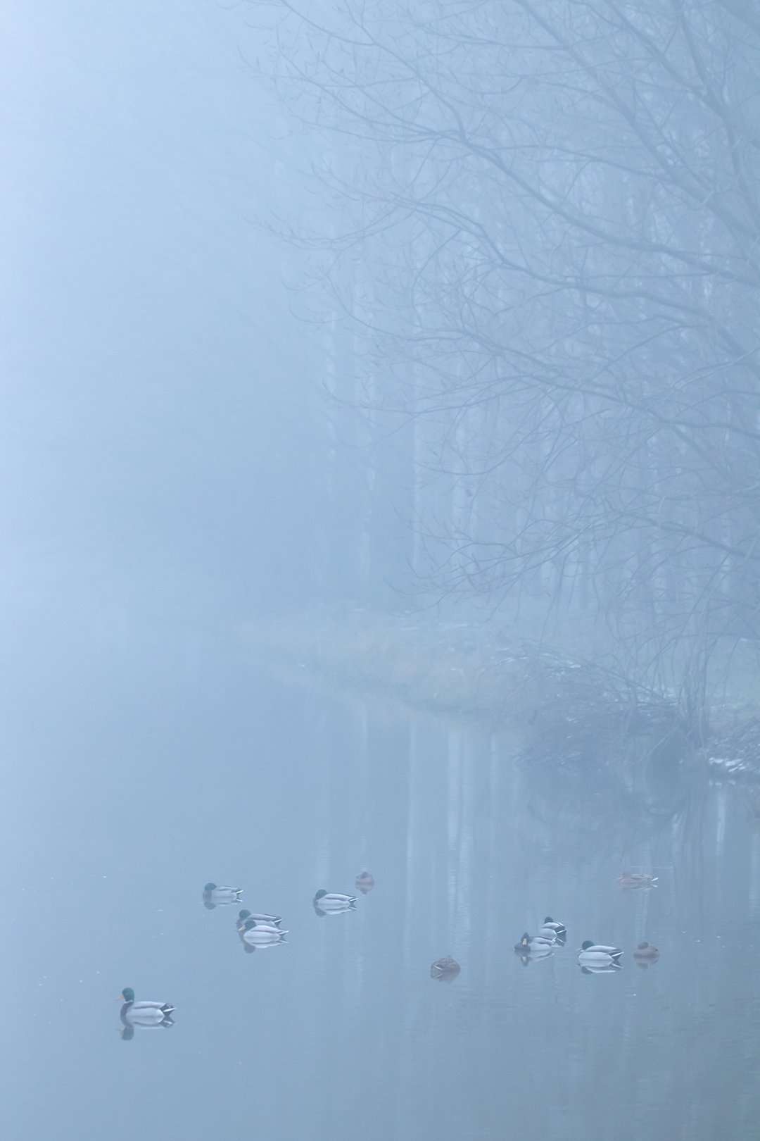Misty_ducks.jpg