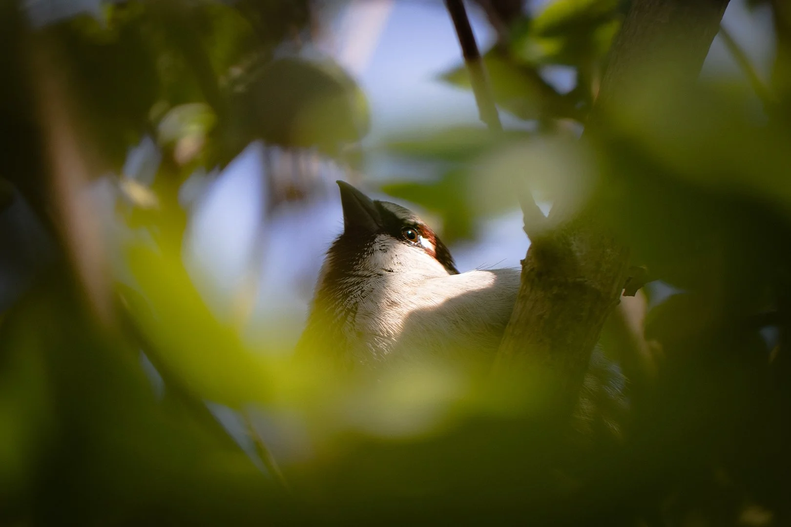 Sparrow_spring.jpg