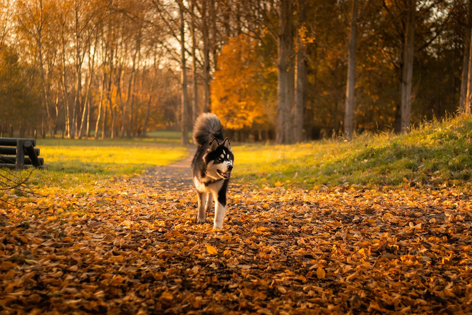 Logan_autumn.jpg