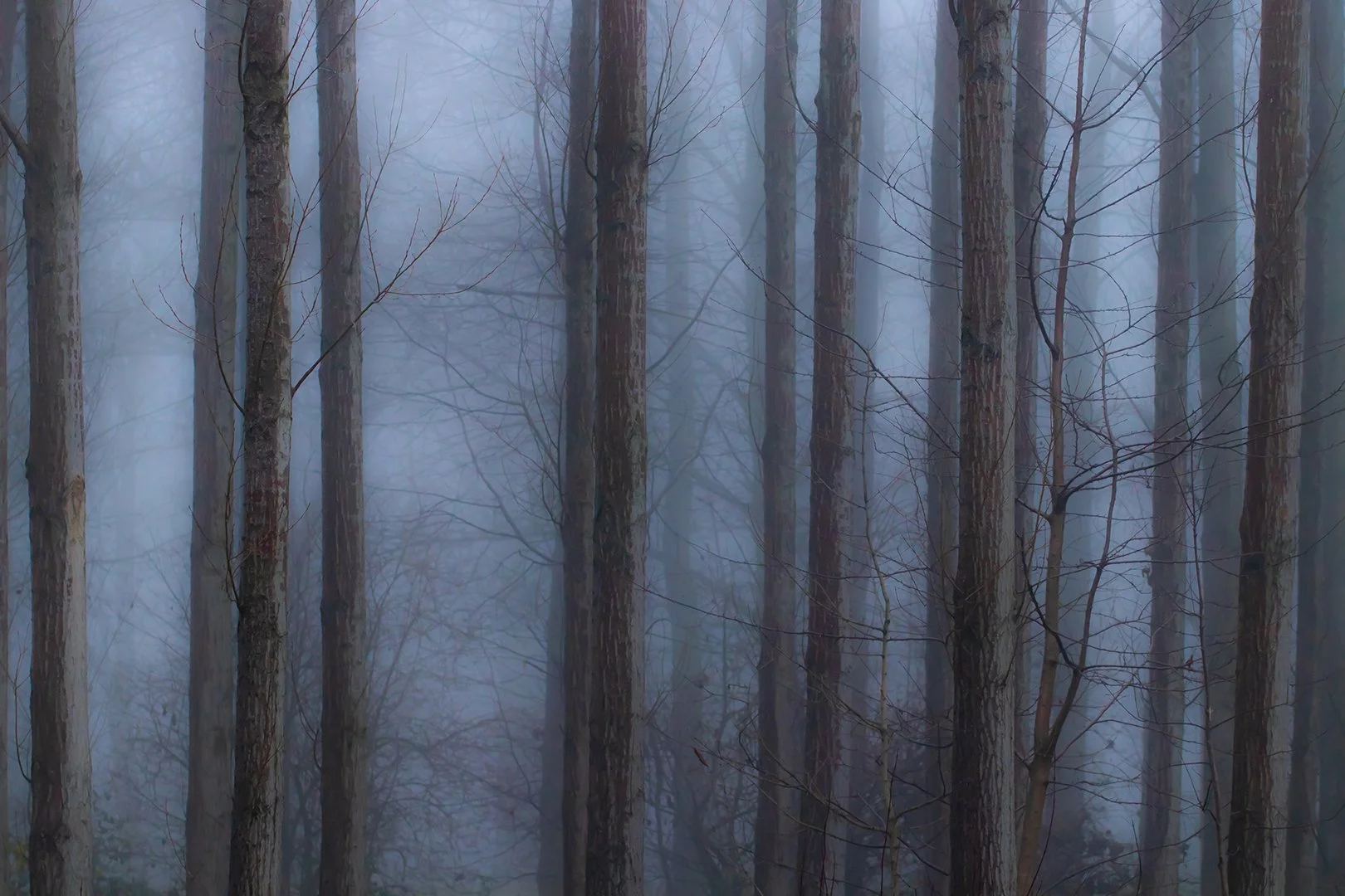 Foggy_trees.jpg