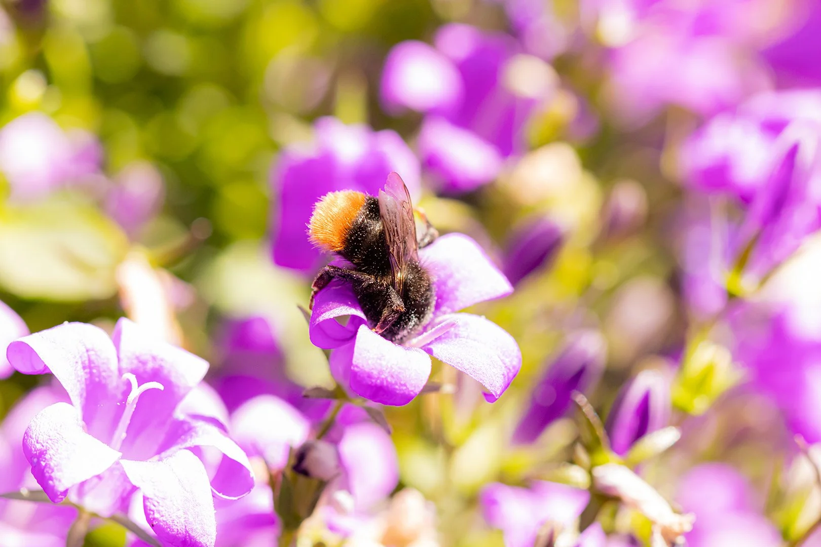 Bee_eating.jpg