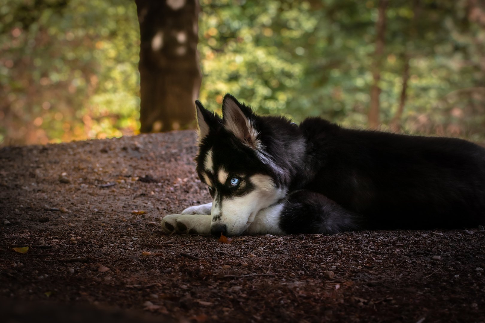 Logan_forest_01.jpg