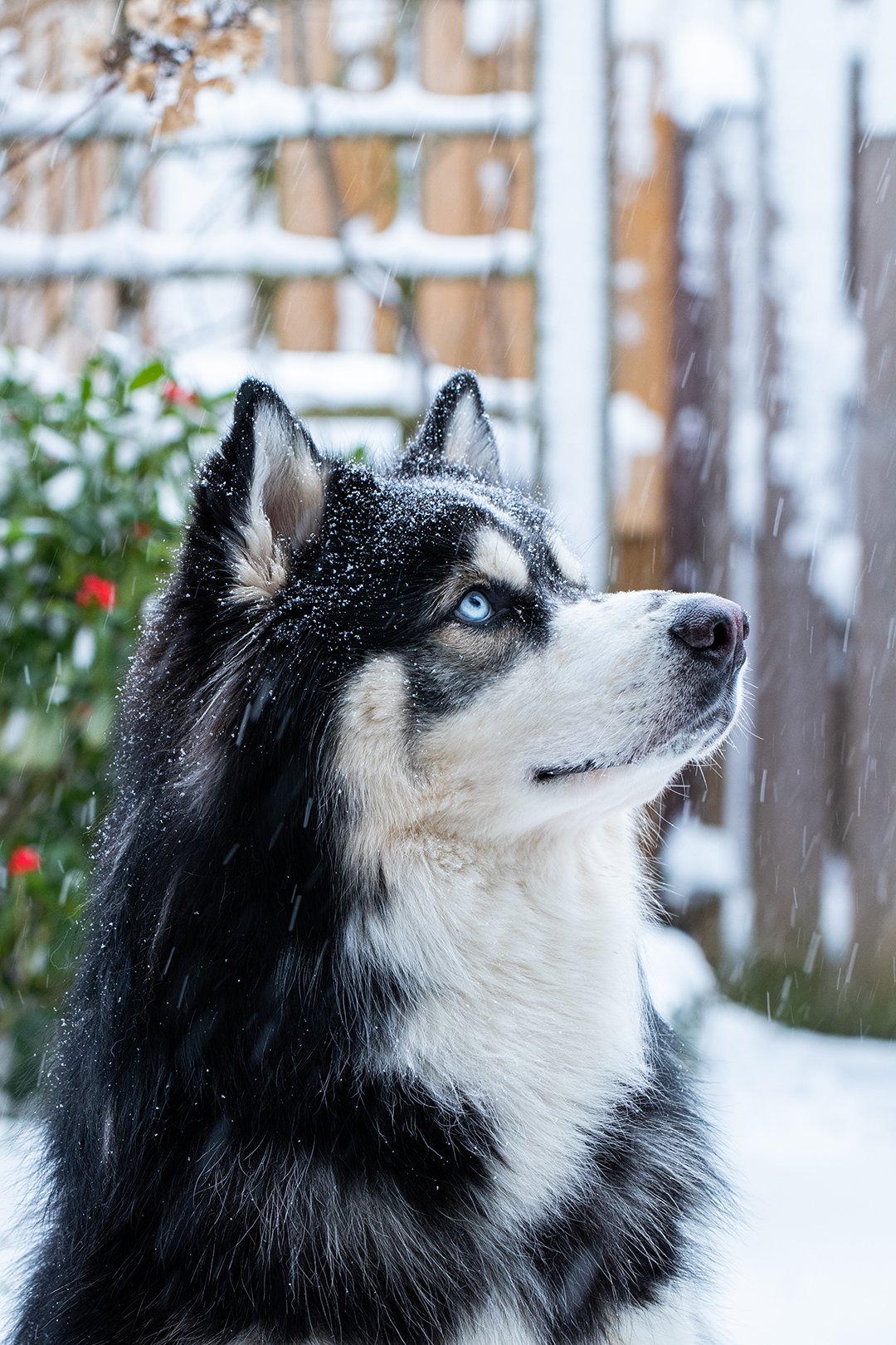 Logan_snow_02.jpg