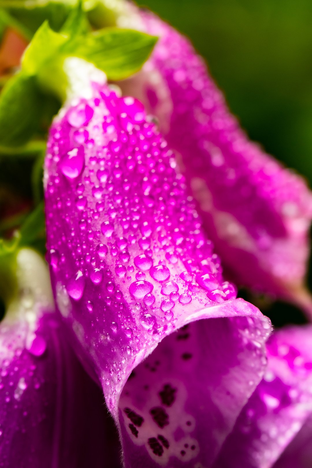 Drops_on_flower.jpg