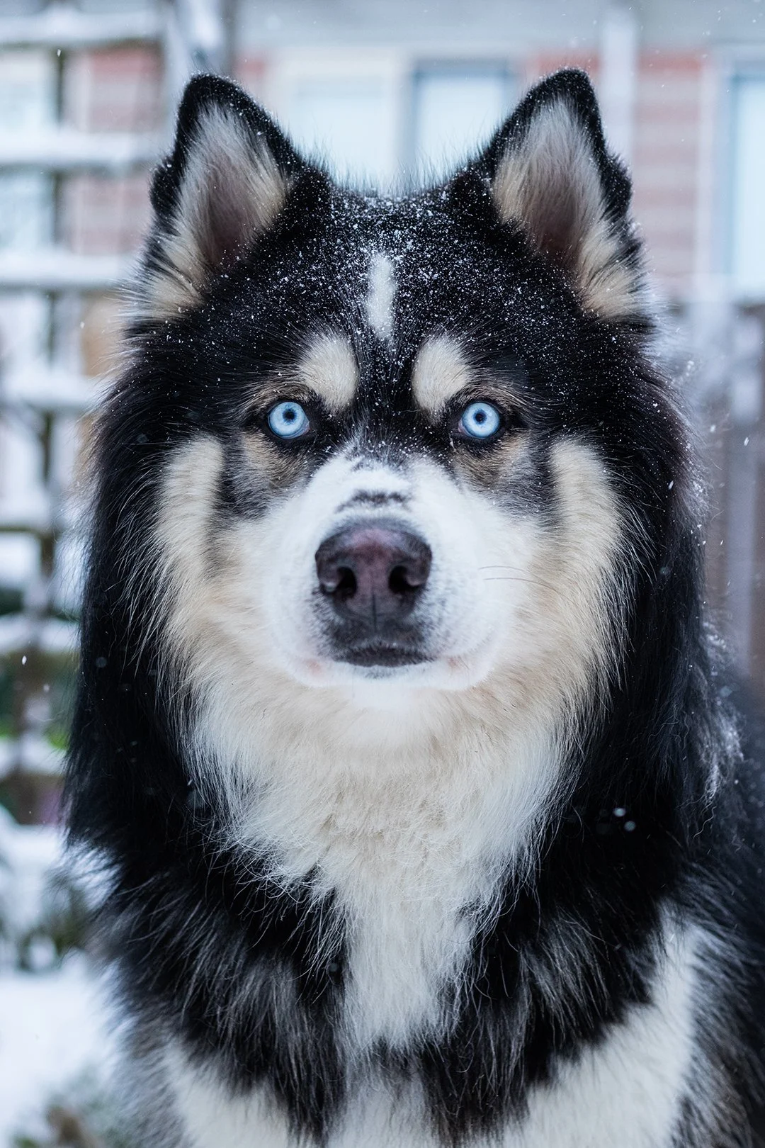Logan_snow_01.jpg