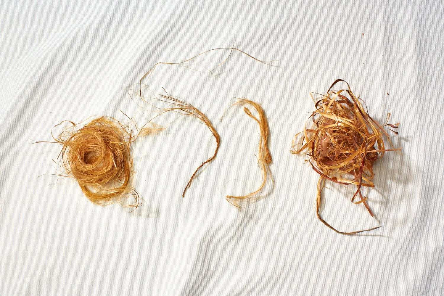 Dogbane, stages of processing 