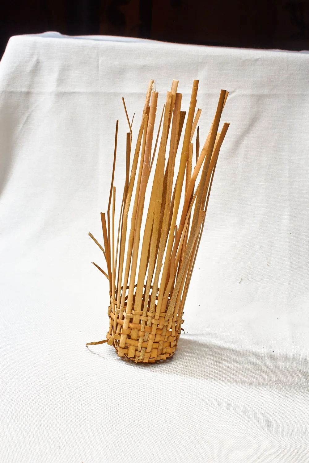 cattail