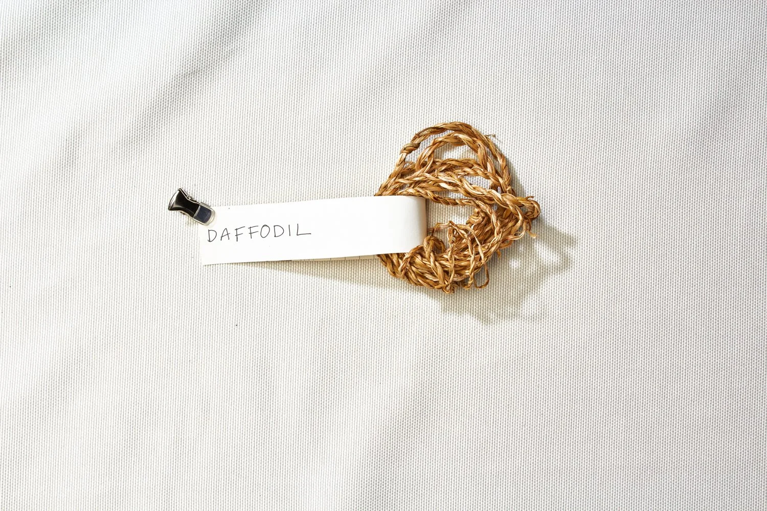 Daffodil