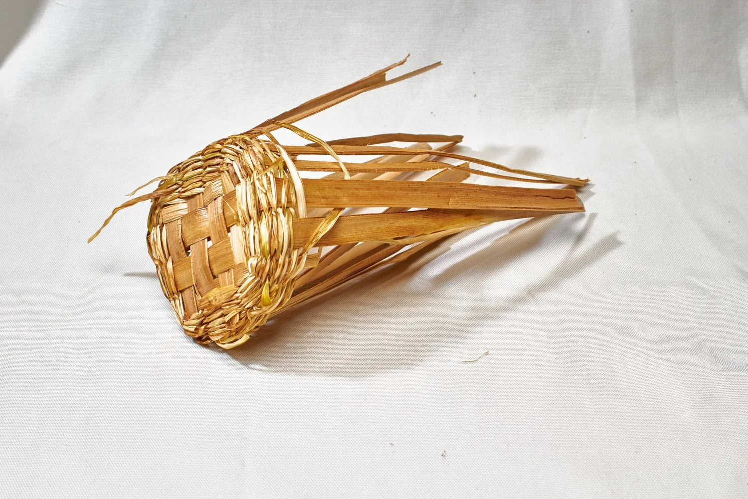 mystery grass, cattail